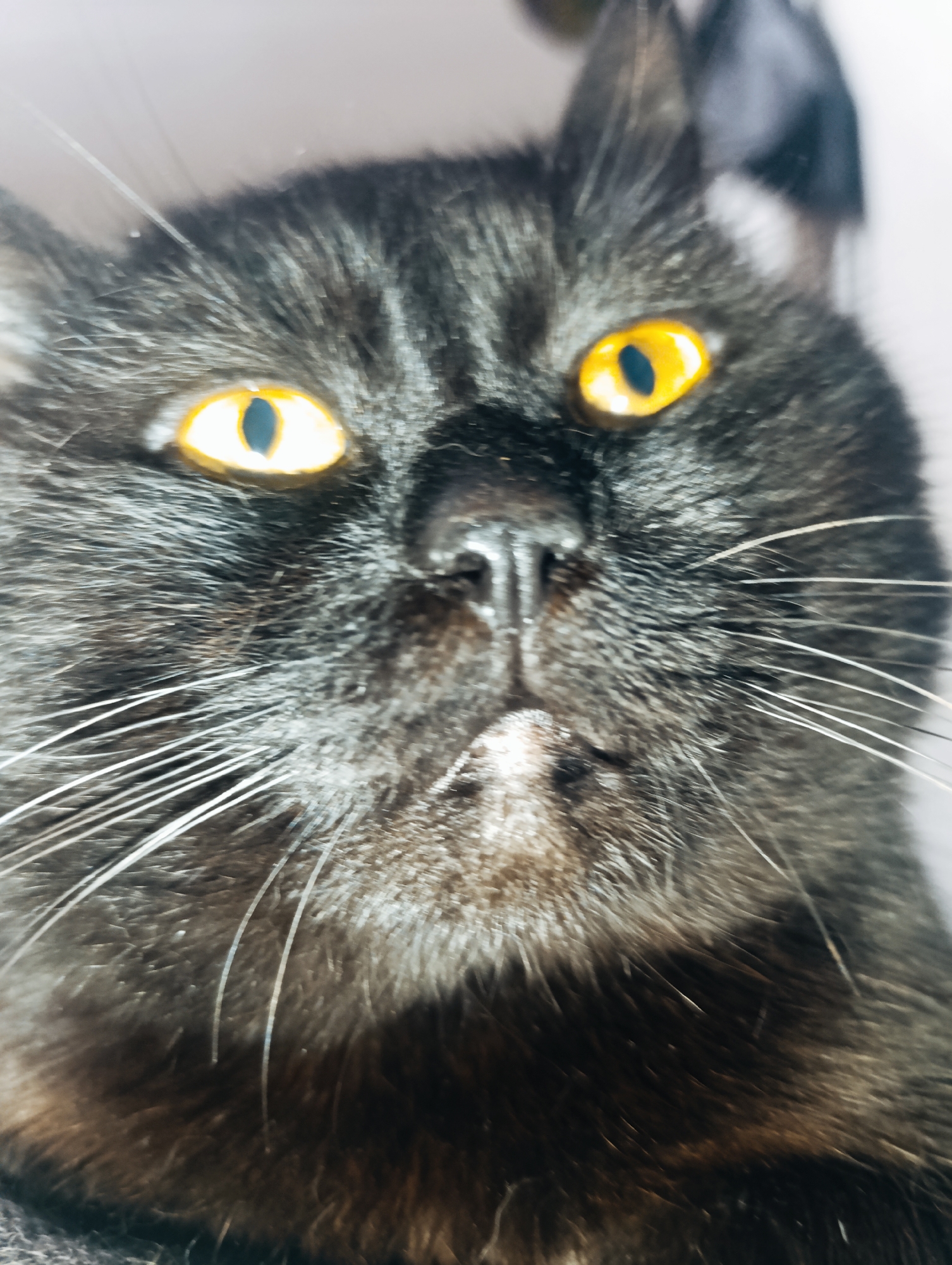 This is a close-up, low-angle shot of a black cat's face. The cat has bright yellow eyes with black pupils. Its fur is dark and appears somewhat fluffy. Long white whiskers are prominent on either side of its nose. The background is out of focus and appears to be a light-colored wall or surface. The image does not contain any information that would allow for its location to be determined within the city of Zlatopil, Ukraine, or any specific environmental context.