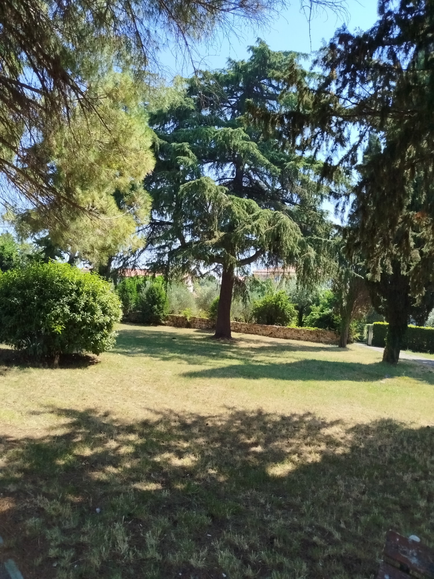 The image depicts a sun-drenched park setting in Umag, Croatia. The scene is dominated by lush greenery, with large, mature trees casting dappled shadows across a manicured lawn. In the foreground, a neatly trimmed bush adds a vibrant splash of green. Behind it, a rustic stone wall separates the lawn from a further expanse of foliage and trees. The background reveals glimpses of buildings with terracotta roofs, suggesting a residential or perhaps hotel area. A pathway and an open gate are visible to the right, hinting at an entrance or exit to the park. The sky is a clear, bright blue, indicating fair weather and likely a warm, sunny day. The time of day appears to be late morning or early afternoon, given the angle of the shadows. There are no people or active events depicted; the image captures a peaceful, tranquil moment in nature. The overall impression is one of serenity and natural beauty.