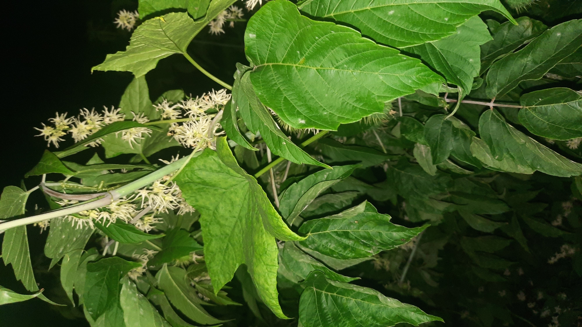 A close-up, vertical shot shows a plant with large, green, serrated leaves and small, delicate, white flowers. The flowers are clustered together, appearing feathery and star-shaped. The leaves are varied in shape and size, with some being palmate and others more ovate. A thick, green stem runs vertically through the center of the image, with smaller stems branching off to support the leaves and flowers. The background is dark and out of focus, suggesting an outdoor environment at night. There is no indication of any specific location within the city of Шклоў, Belarus, as the image focuses solely on the botanical subject.