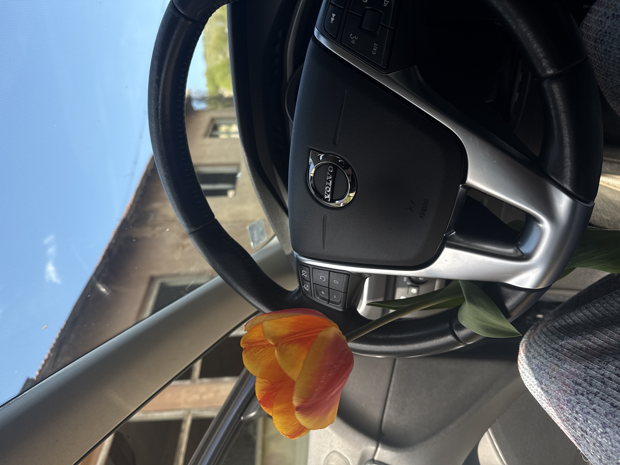 The image shows the interior of a Volvo car. A vibrant orange and yellow tulip rests on the steering wheel. The Volvo logo is clearly visible in the center of the steering wheel. Outside the car window, a building is visible. It is daytime, with a clear blue sky. The location is Prevala, Bulgaria.
