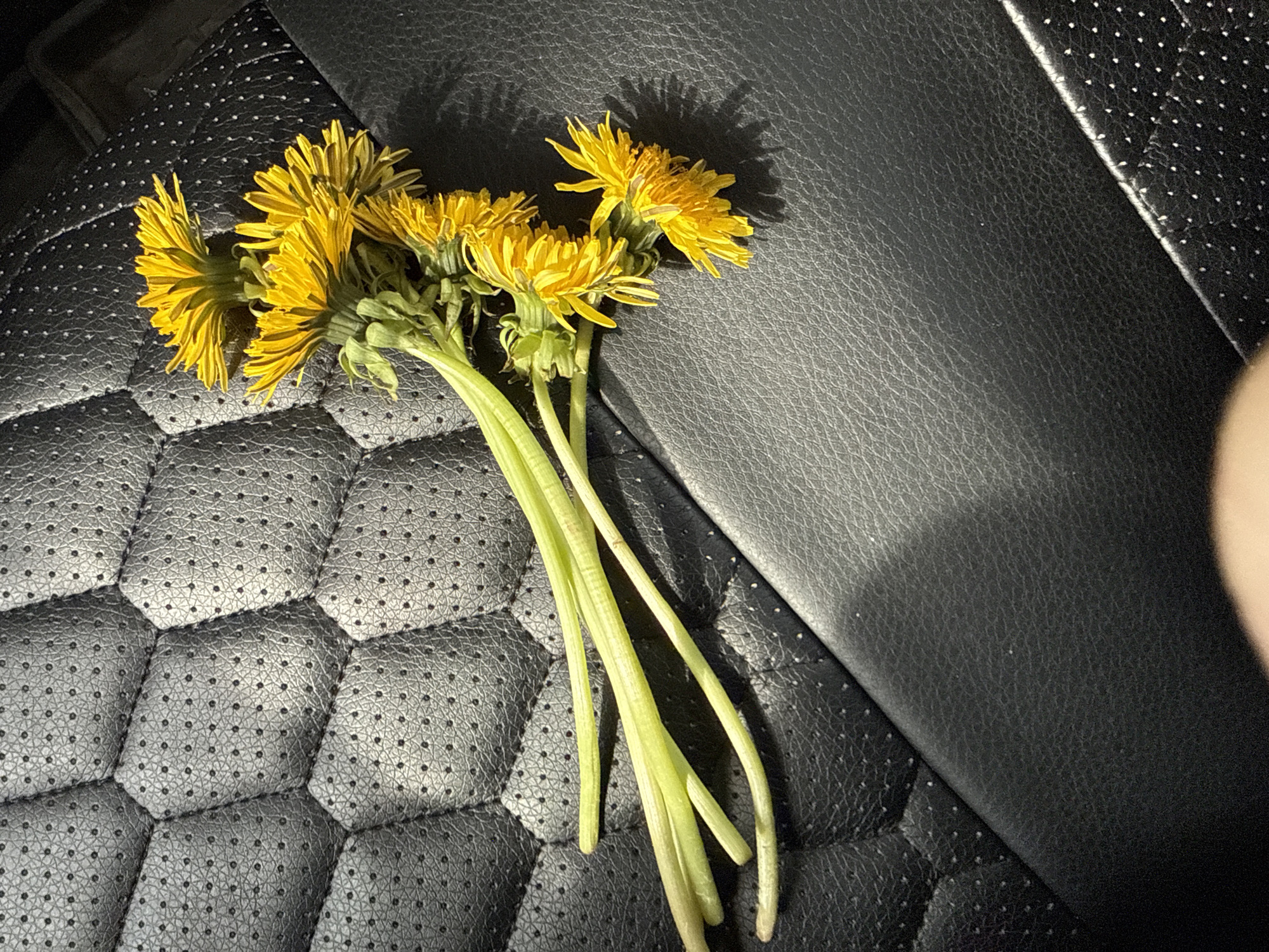 A small bunch of dandelions lies on a black, perforated leather surface, likely a car seat. The stems of the dandelions extend diagonally across the surface. The overall environment suggests an interior setting, possibly inside a vehicle. There is no information available to suggest the location in Moscow, Russia. No people are visible.