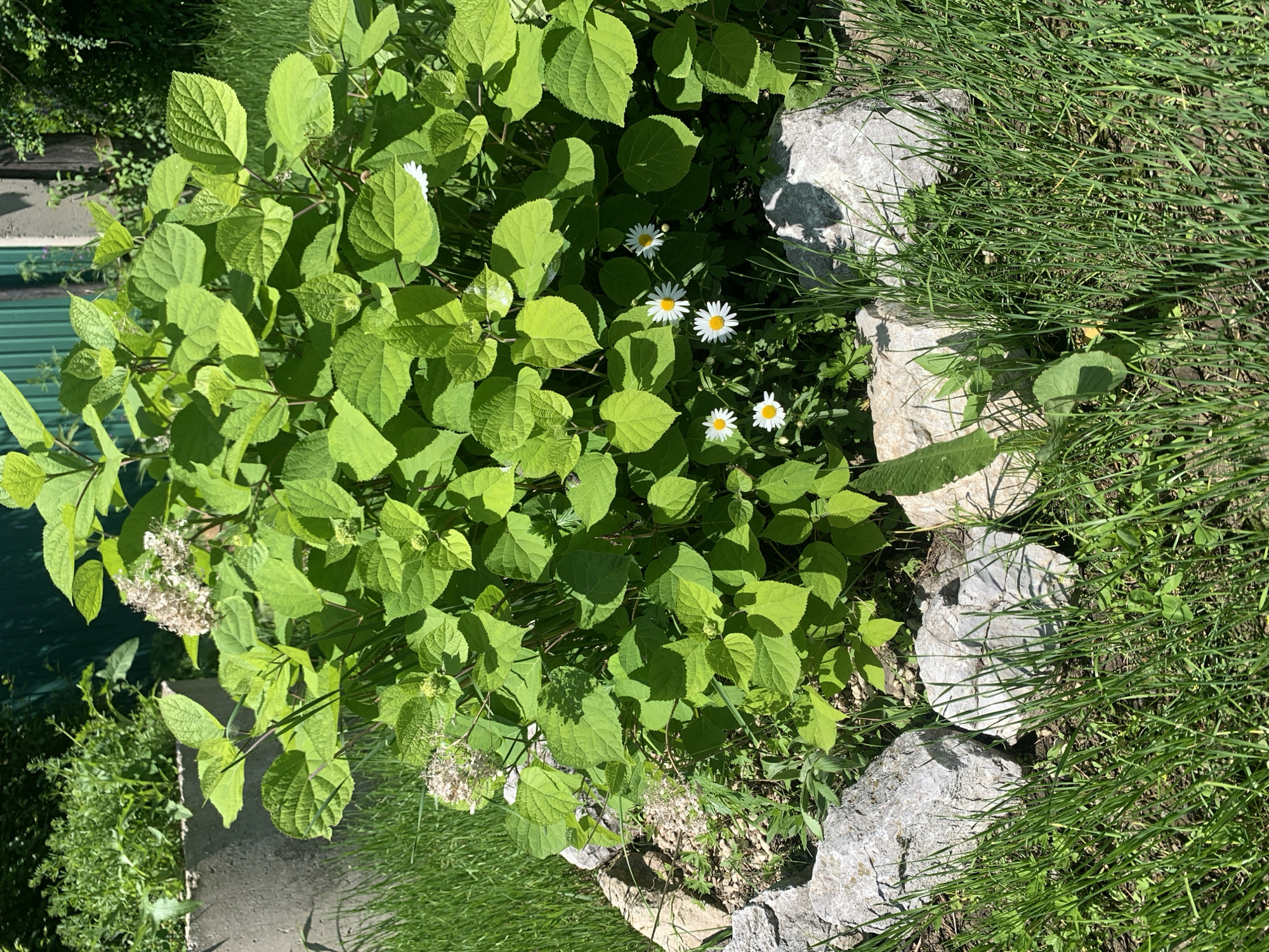 The image depicts a sunny outdoor scene in Kavalerovo, Russia, featuring a lush green hydrangea plant with several white and yellow daisies blooming at its base. The plant is partially encircled by large, light-colored stones. In the background, a concrete structure and a green fence are visible, surrounded by grass and other foliage. The lighting suggests it is daytime, likely late morning or early afternoon. No people are present in the frame.