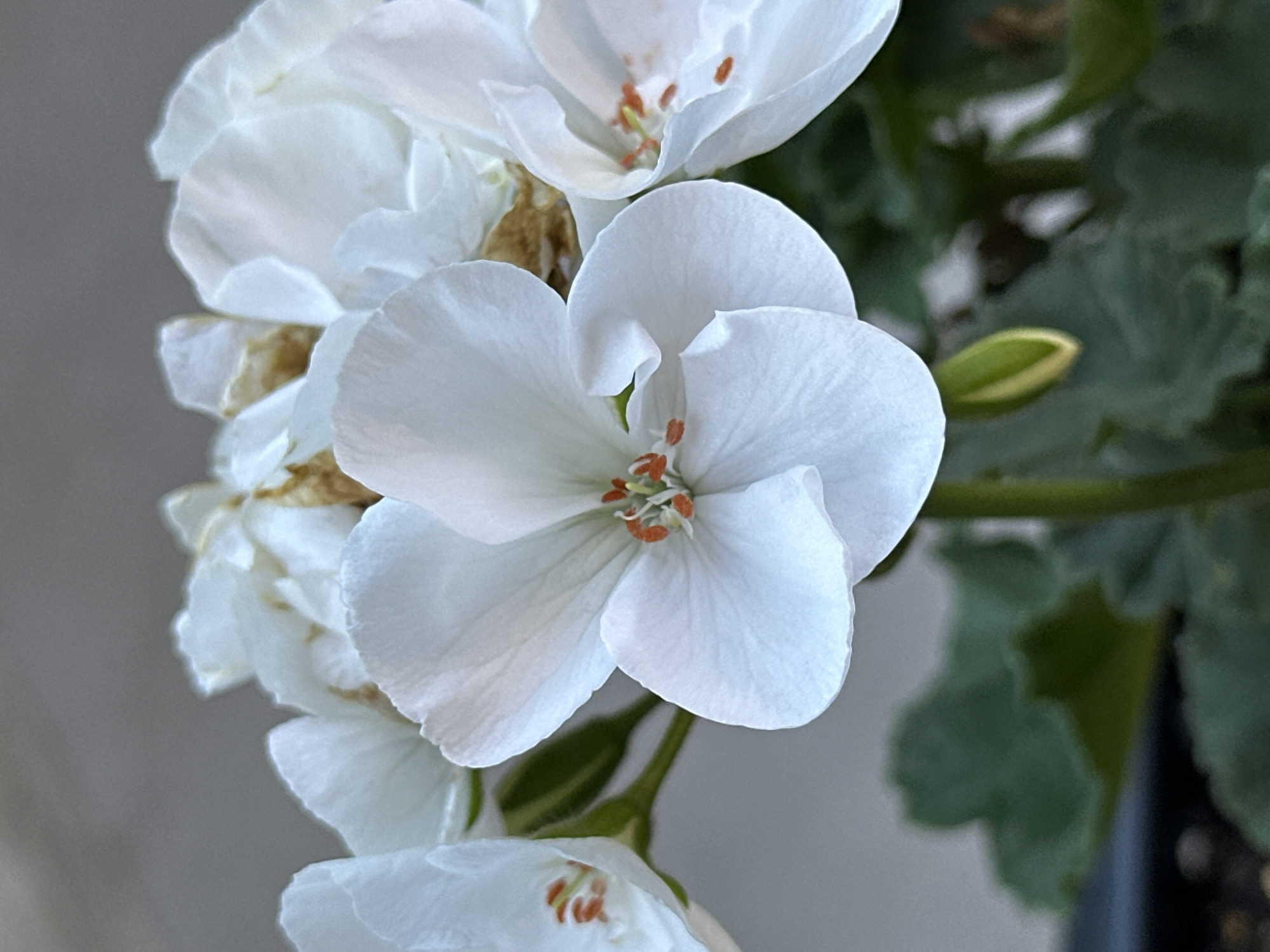 A close-up photograph captures a cluster of white geranium flowers, with one prominent bloom in the foreground. The petals are delicate and slightly ruffled, with small orange-tipped stamens visible at the center of the main flower. Some of the other flowers in the cluster appear older, with dried brown edges. Dark green leaves and a green bud are visible beneath the blossoms. The background is a softly blurred gray, suggesting an outdoor setting. This image is located in Glavatartsi, Bulgaria.