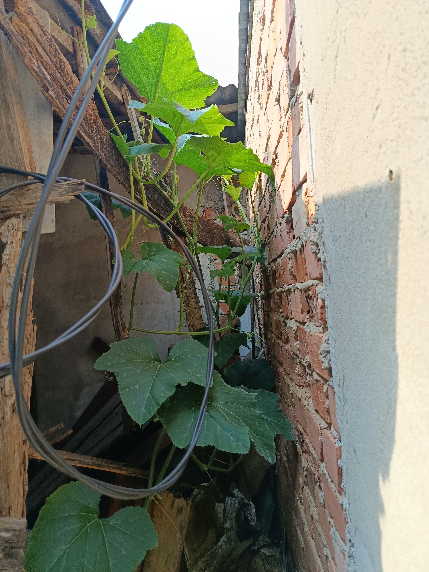 This is a close-up, eye-level, outdoor, vertical shot of a climbing plant with large, green, heart-shaped leaves. The plant is growing alongside a textured, light-colored concrete wall and a rough, weathered brick wall. Wooden structural elements, possibly part of a dilapidated roof or building, are visible behind the plant. A thick, black cable is coiled and suspended in the foreground, obscuring some of the plant and wooden structures. The lighting suggests it is daytime, with sunlight casting a shadow from the concrete wall onto itself. The overall impression is one of overgrown vegetation against weathered urban construction. The scene is likely located in Palembang, Indonesia, given the common architectural styles and the presence of dense foliage in urban environments.