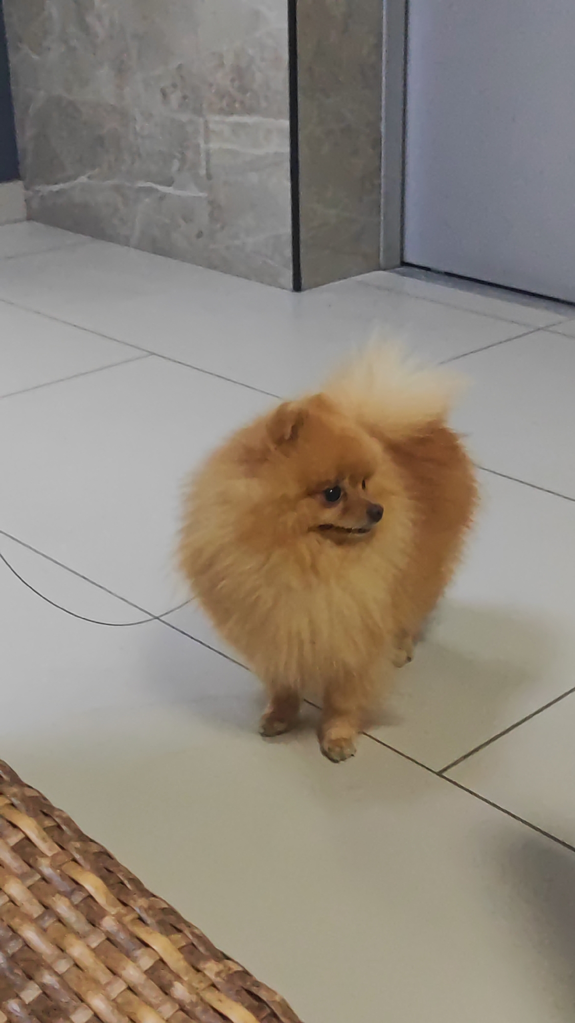 This is a vertical, medium-shot, eye-level photograph of a small, fluffy, orange Pomeranian dog standing on a tiled floor. The dog is facing to its right, with its head turned slightly towards the camera. Its tail is curled over its back, and its ears are perked up. The dog appears alert and curious.
The background consists of a light-colored tiled floor and a wall with a marble-like pattern. To the right of the dog, there is a vertical surface that appears to be a door or a cabinet. The lighting is soft and even, suggesting it's likely daytime indoors. A portion of a woven basket is visible in the foreground, adding a textural element to the scene.
The dog's fur is thick and fluffy, and its eyes are dark and beady. Its mouth is slightly open, showing a hint of its teeth, which gives it a playful appearance. There is a thin, dark line that runs across the floor behind the dog, possibly a cord or wire.
The overall impression is one of a domestic setting, with a cute and energetic dog as the central subject. No text is visible in the image. The image conveys a sense of casual everyday life.