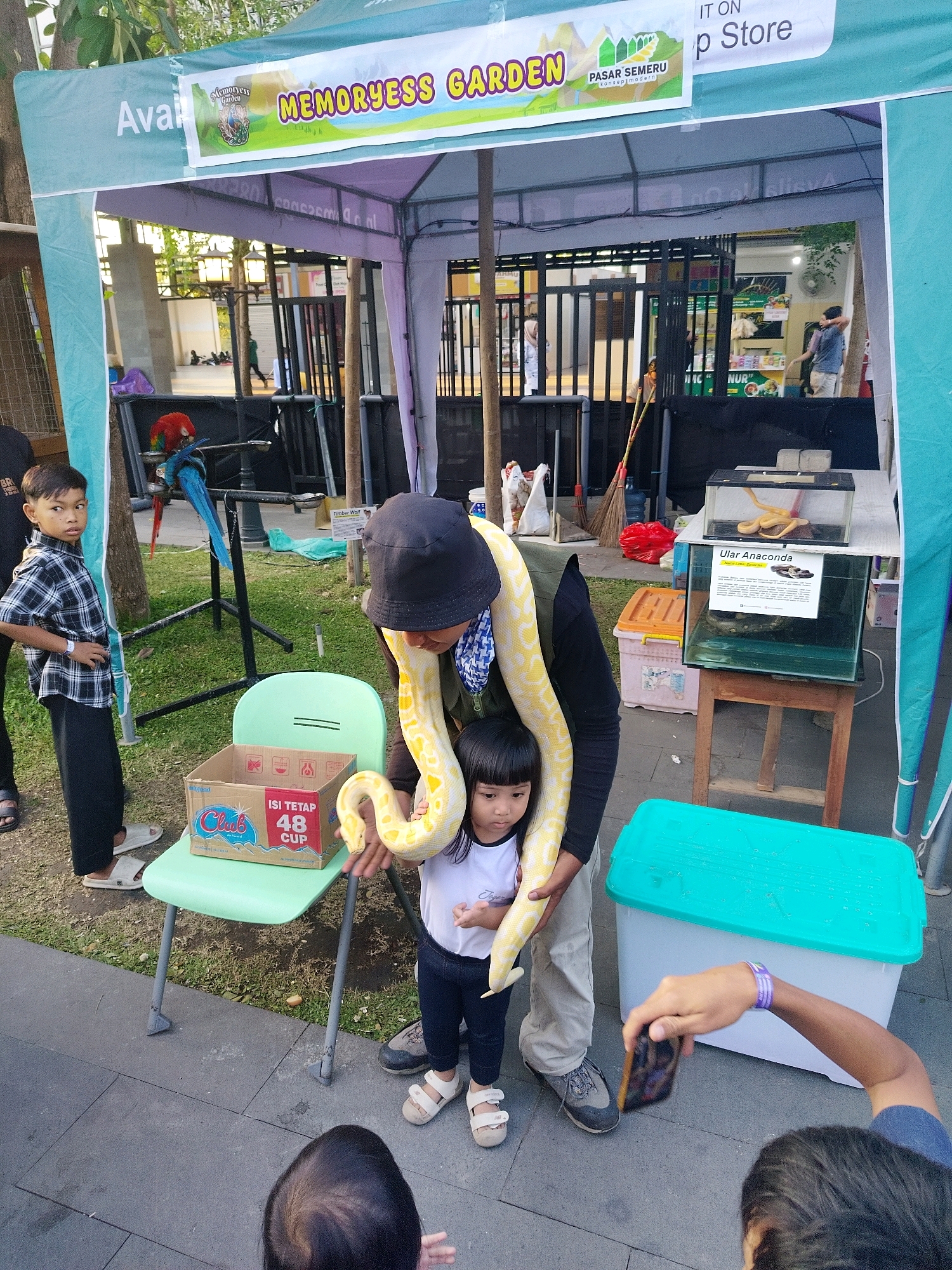 The image captures an outdoor event, possibly a fair or market, in the city of Mojokerto, Indonesia. In the foreground, a yellow python is draped around a person dressed in a black hat and a scarf. The python is coiled around the shoulders and chest of this person, and a young child is standing close by, looking down. To the left, a young boy in a plaid shirt stands with his hands on his hips, observing the scene. Behind them, a bright green plastic chair holds a cardboard box labeled "Club 48 CUP". In the background, a canopy tent with a banner reading "MEMORYESS GARDEN PASAR SEMERU" is visible, suggesting this is part of a market or garden attraction. Further back, there are enclosures containing animals, including a macaw. The environment appears to be an outdoor public space with paved ground and some grassy areas, set against a backdrop of buildings and trees.