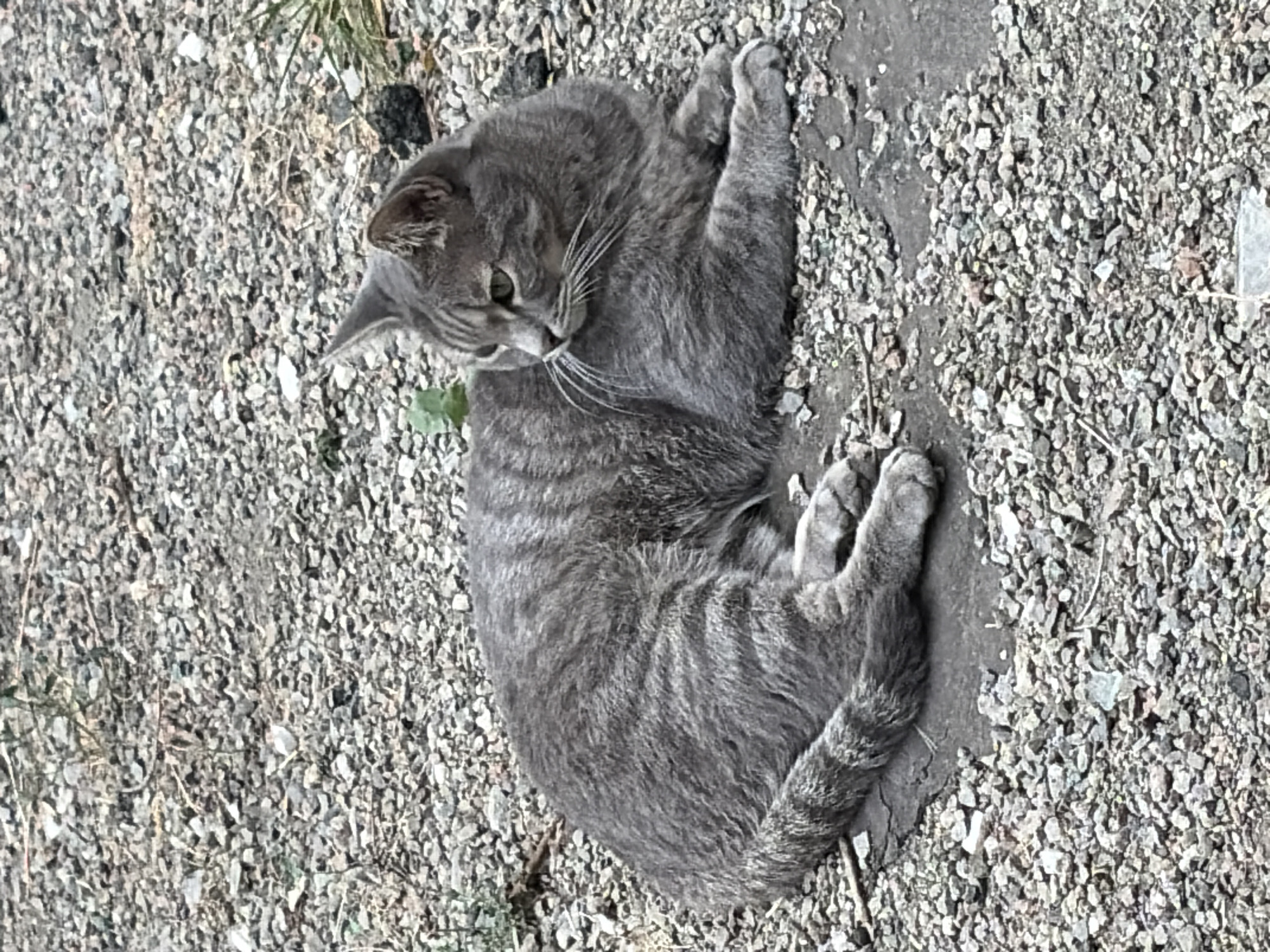 A medium shot photograph shows a tabby cat with grey fur and dark stripes lying on a ground covered with gravel and some patches of dirt. The cat is facing to the right, with its head turned slightly to look in the same direction. Its eyes are open and appear to be green. The cat's paws are tucked underneath its body. The background is out of focus but appears to be a natural outdoor environment, possibly a park or a backyard. There is a small green plant visible to the left of the cat. The lighting suggests it is daytime. The scene does not provide any specific indicators to determine its location within the city of Almaty, Kazakhstan.