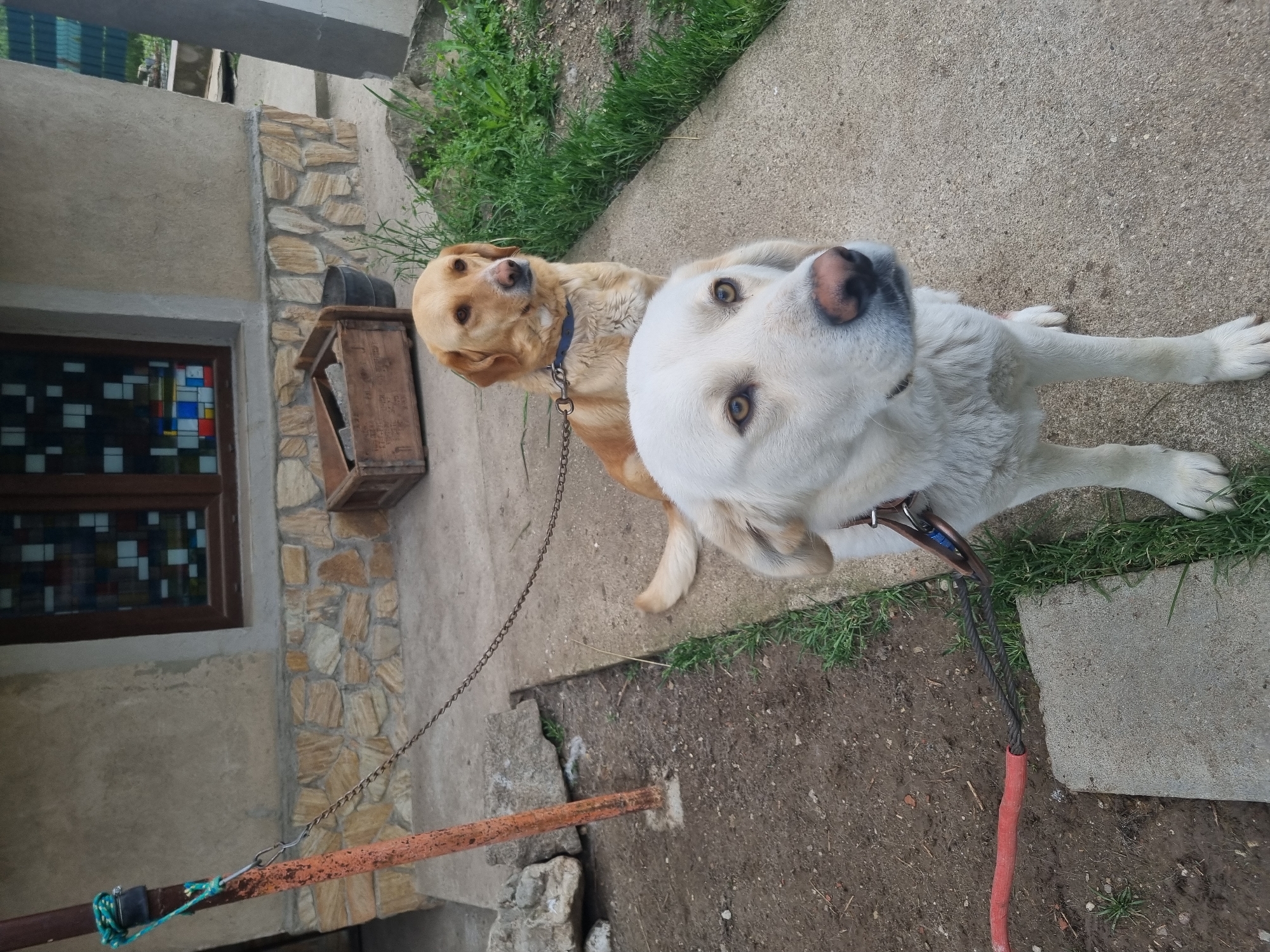 The image shows two dogs standing on a concrete surface next to a patch of grass. One dog is a golden color with a blue collar and is attached to a chain. The second dog is white and attached to a leash. The dogs appear to be located in a residential area, with a building featuring a window and stone facade visible in the background. The location is Galabovtsi, Bulgaria.