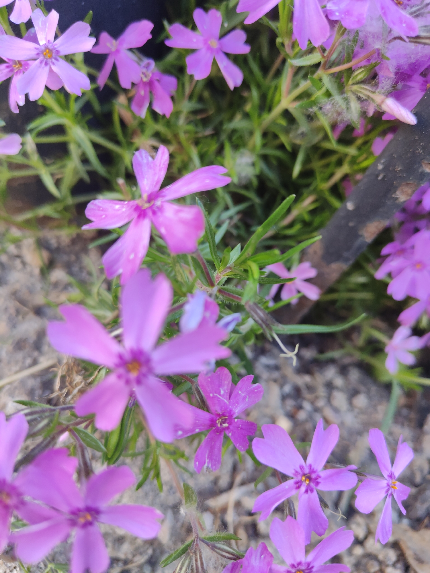 The image depicts a close-up view of purple flowers, likely phlox subulata or creeping phlox, growing on a gray-colored ground. The location and city are unknown. The flowers are in full bloom, and their petals are a vibrant shade of purple. The ground is a mix of gray-toned earth. The flowers are interspersed with green foliage, creating a colorful contrast.