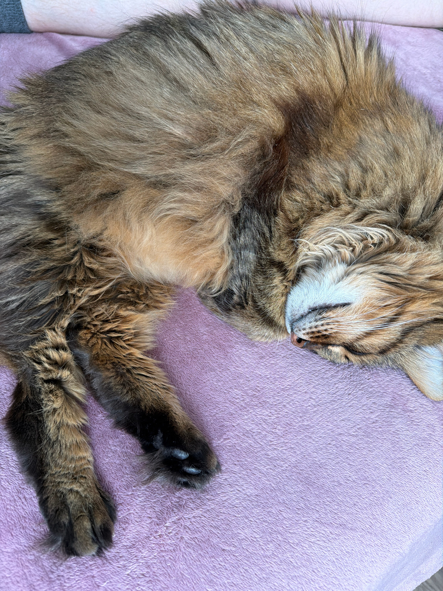 A domestic cat with long, brown and black fur is sleeping curled up on a soft, pink blanket. The cat's face is turned to the right, with its eyes closed and its nose slightly visible. The cat's paws are visible in the foreground, with black fur and light-colored claws. The background is a plain pink surface. The image does not contain any information that would allow for its location to be determined, including in the city of Kyiv, Ukraine.