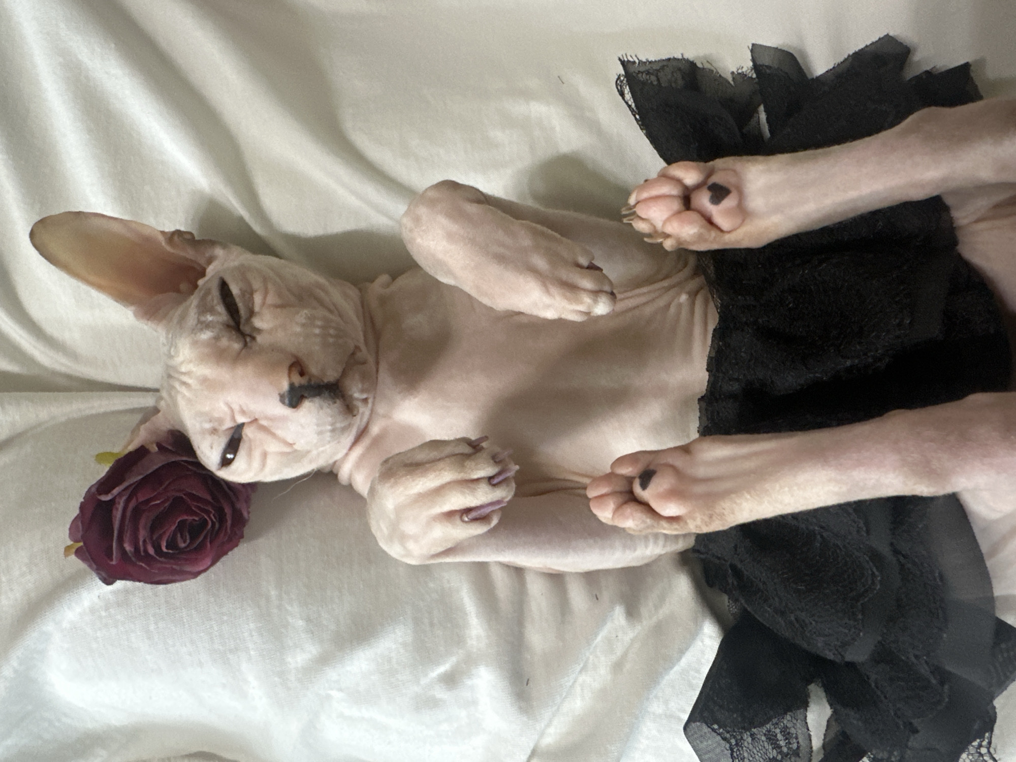 This media file shows a hairless cat, likely a Sphynx, lying on its back on a white, textured surface. The cat is pale pinkish-beige and appears to be relaxed or sleeping, with its eyes closed and head tilted. A dark red rose is placed next to its head. The cat is partially covered by a black, lacy garment that resembles a skirt or dress. Its paws are visible, with one paw resting on the lacy material, revealing dark nail polish on its claws. Another paw is raised towards the viewer. The lighting is soft and diffused, suggesting an indoor setting. The overall mood is serene and somewhat dramatic due to the contrast between the cat's skin and the black lace. There is no visible text in the image.
