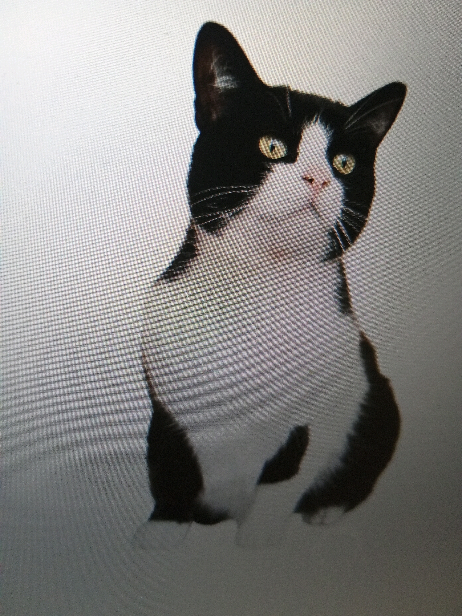 A black and white cat with yellow eyes is sitting and looking directly at the camera. The cat is mostly black with a white chest and muzzle. The background is a light gray gradient. The image is a photograph.