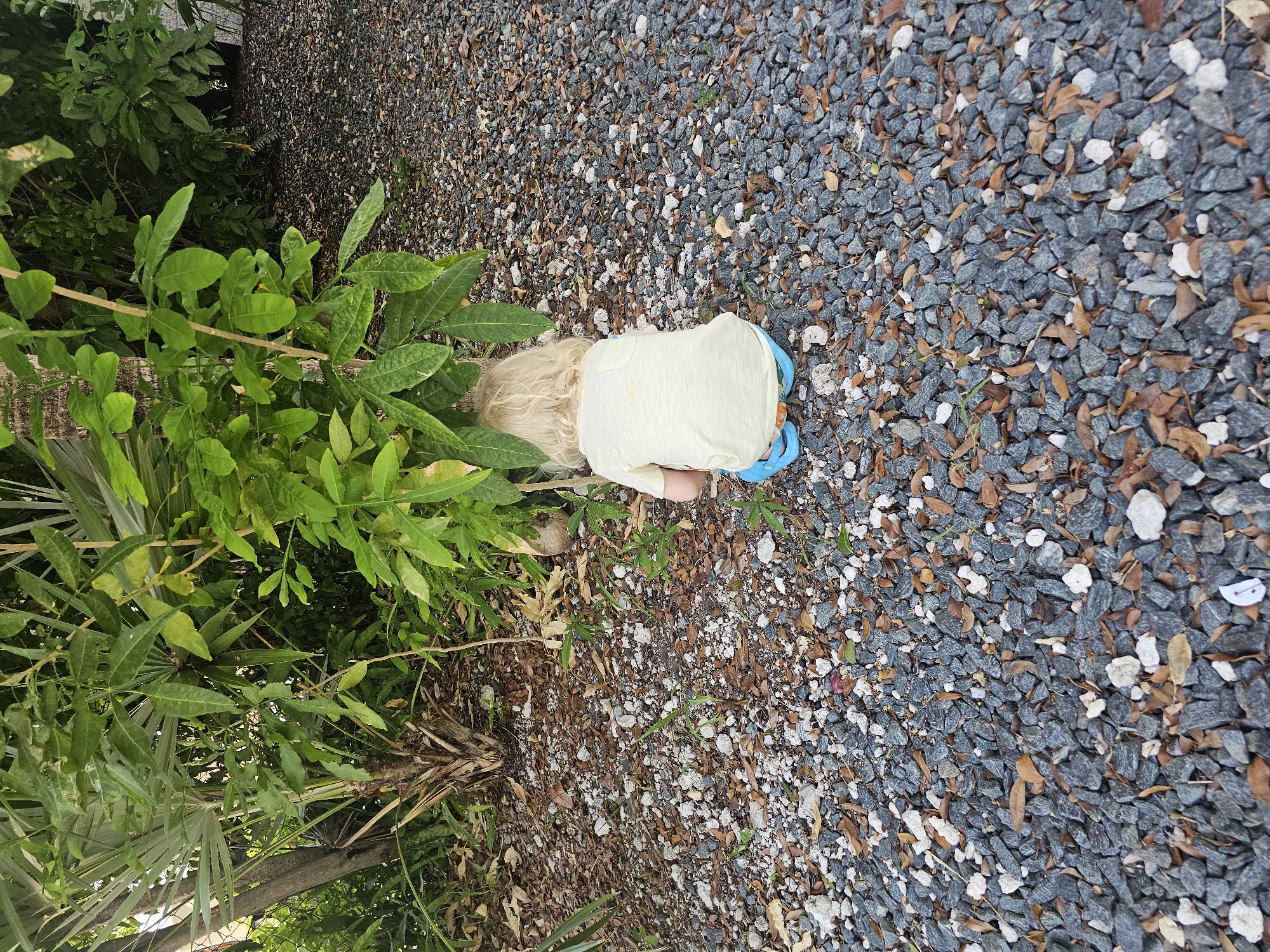 A young child with blond hair is crouched down on a gravel path, looking at something under a leafy green tree. The child is wearing a light yellow t-shirt and blue shorts. The ground is covered with gray and white gravel, mixed with fallen brown leaves. Lush green foliage surrounds the area, suggesting an outdoor setting, possibly a garden or park. The image was taken in Islamorada, United States of America.