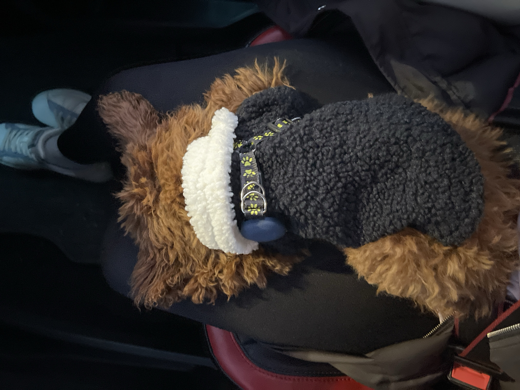 A brown, fluffy dog with a white, cloud-like collar and a black, textured hat is resting on a person's lap. The dog is also wearing a black leash with paw print designs. The person is wearing black pants. A partial view of a light-colored sneaker is in the background. The scene appears to be indoors, possibly inside a car. There is no information to indicate this image was taken in Sofia, Bulgaria.