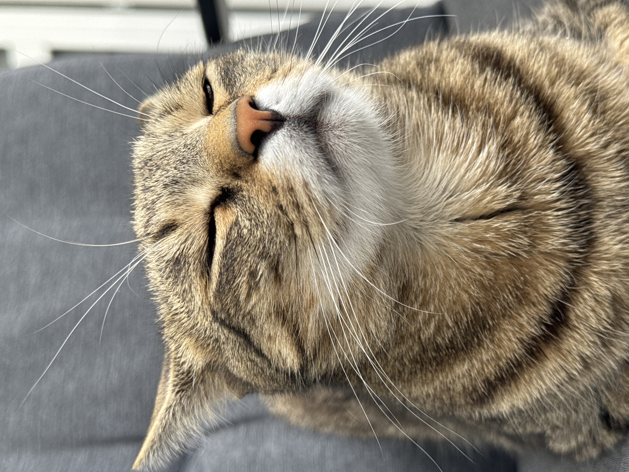 A close-up, eye-level shot captures a tabby cat with its eyes mostly closed, appearing relaxed or perhaps squinting in the light. The cat's fur exhibits a pattern of brown and black stripes, with prominent white whiskers fanning out from its muzzle. Its nose is a soft pinkish-brown. The background is softly blurred, showing a muted gray texture, possibly a piece of furniture or fabric, and a hint of a lighter, out-of-focus vertical element on the right. No specific location in Bratislava, Slovakia is identifiable.