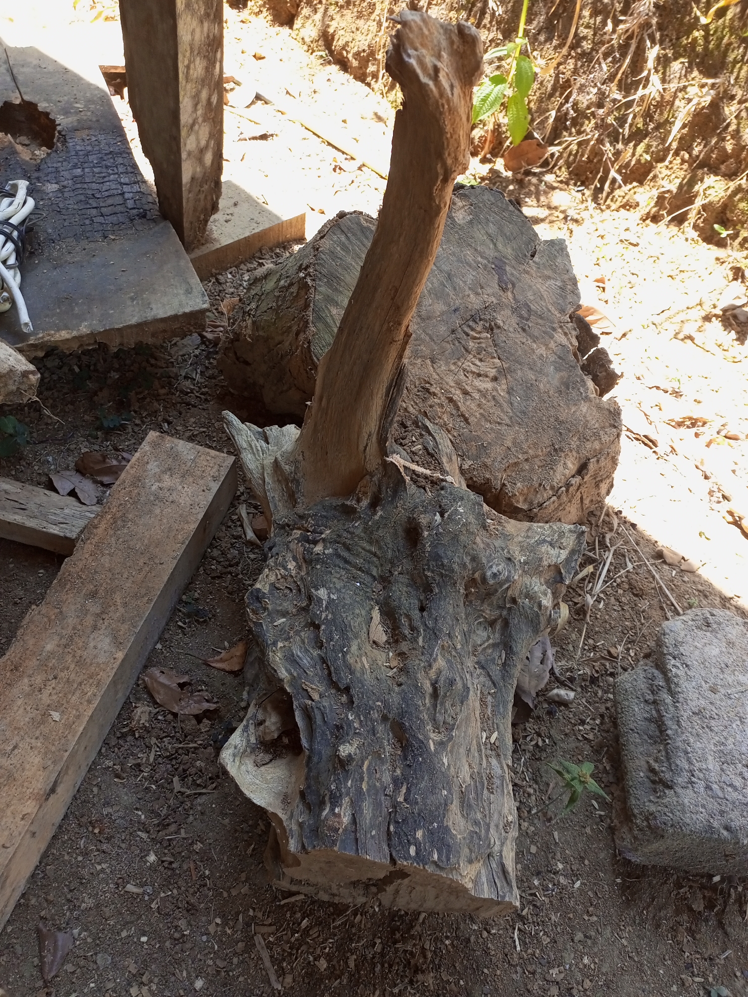 The image displays a collection of weathered wood pieces scattered on the ground, situated outdoors in what appears to be a rural or undeveloped area. The central focus is a large, gnarly piece of wood with dark, textured bark and a lighter, upward-reaching branch. To its right, several large, rough-cut logs are visible, their ends showing distinct growth rings. In the background, the ground is covered with soil, dry leaves, and scattered debris. Sunlight casts shadows across the scene, indicating an outdoor setting. There are no people or animals present. The context of "Jatipurno, Indonesia" suggests a location within this region. The overall impression is one of discarded or natural timber in a somewhat untidy outdoor environment.