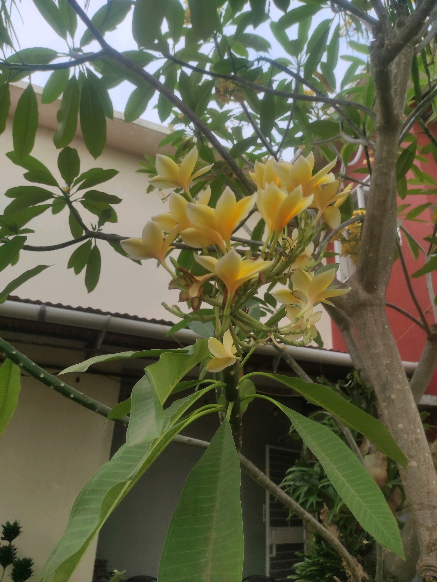 This image captures a close-up view of a blooming frangipani tree with clusters of pale yellow flowers. The frangipani tree is in the foreground, with its textured bark and branches dominating the right side of the frame. Several branches are laden with lush green leaves, and the delicate yellow blossoms are in various stages of opening. In the background, a light-colored building with a corrugated metal roof is visible, suggesting an outdoor setting. This scene is likely located in Depok, Indonesia, a city known for its tropical climate that supports the growth of such flowering trees.