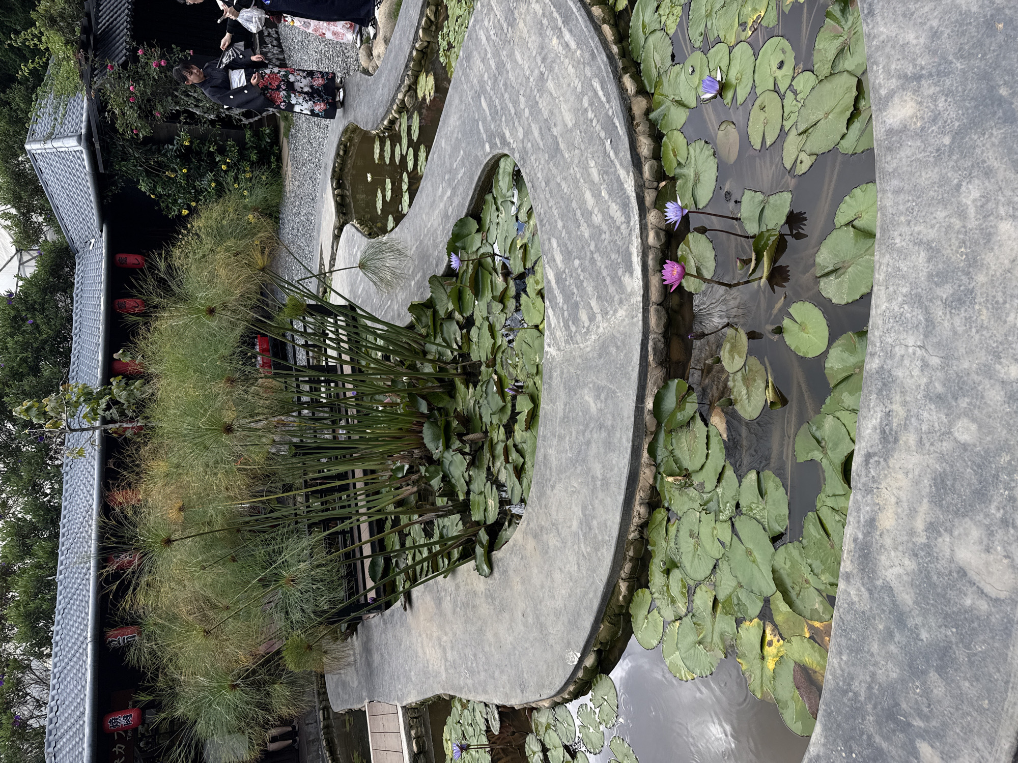 This detailed image captures an outdoor Japanese-style garden within the city of Cam Ly - Đà Lạt, Vietnam, under natural, diffused lighting conditions. The foreground is dominated by interconnected, serpentine-shaped concrete ponds with grey, textured surfaces. These ponds are bordered by small, rounded stones and contain numerous green water lily pads. Several water lilies are in bloom, displaying vibrant pink, purple, and white flowers.
A large, dense cluster of tall papyrus plants (Cyperus papyrus) with their distinctive fan-like flower heads grows centrally within one of the pond sections, partially obscuring the background. To the left, a small wooden deck extends over the water, and the legs and feet of a person are visible, resting on it.
In the midground, beyond the papyrus, traditional Japanese-style buildings are visible. These structures feature dark wooden facades and grey, tiled roofs with visible rain gutters. Multiple red Japanese lanterns (chōchin), some bearing Japanese characters, are suspended from the eaves of the buildings.
On the right side of the image, two individuals are standing on a light grey gravel pathway near the buildings. One woman is clearly visible, facing left, wearing a black kimono with a prominent floral pattern of red, pink, and white flowers, secured with a white obi. She is wearing traditional Japanese footwear. Next to her, a second person is partially visible, also in traditional attire, appearing to interact with the first woman, possibly holding a white bag.
Green foliage, trees, and flowering bushes, including pink roses and a plant with yellow flowers, frame the background and surround the buildings, contributing to the lush environment. The water in the ponds reflects the sky and surrounding elements.