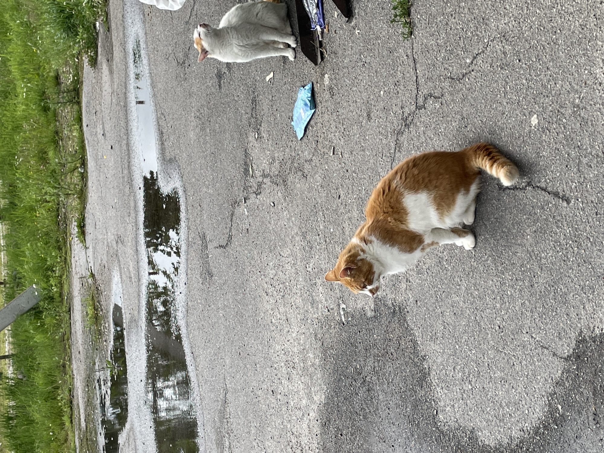 Two cats are present on an asphalt surface in Solov'evka, Russia. In the foreground, an orange and white cat is sitting and looking to its left. In the middle ground, a white cat with orange markings on its head is sitting and looking upwards with its mouth open. To the right of the white cat is a blue plastic bag and a black metal object that appears to be a trash can lid. The background consists of a grassy area with some weeds and a section of cracked asphalt with puddles of water reflecting the sky. A concrete or metal pole is visible in the upper left portion of the image.