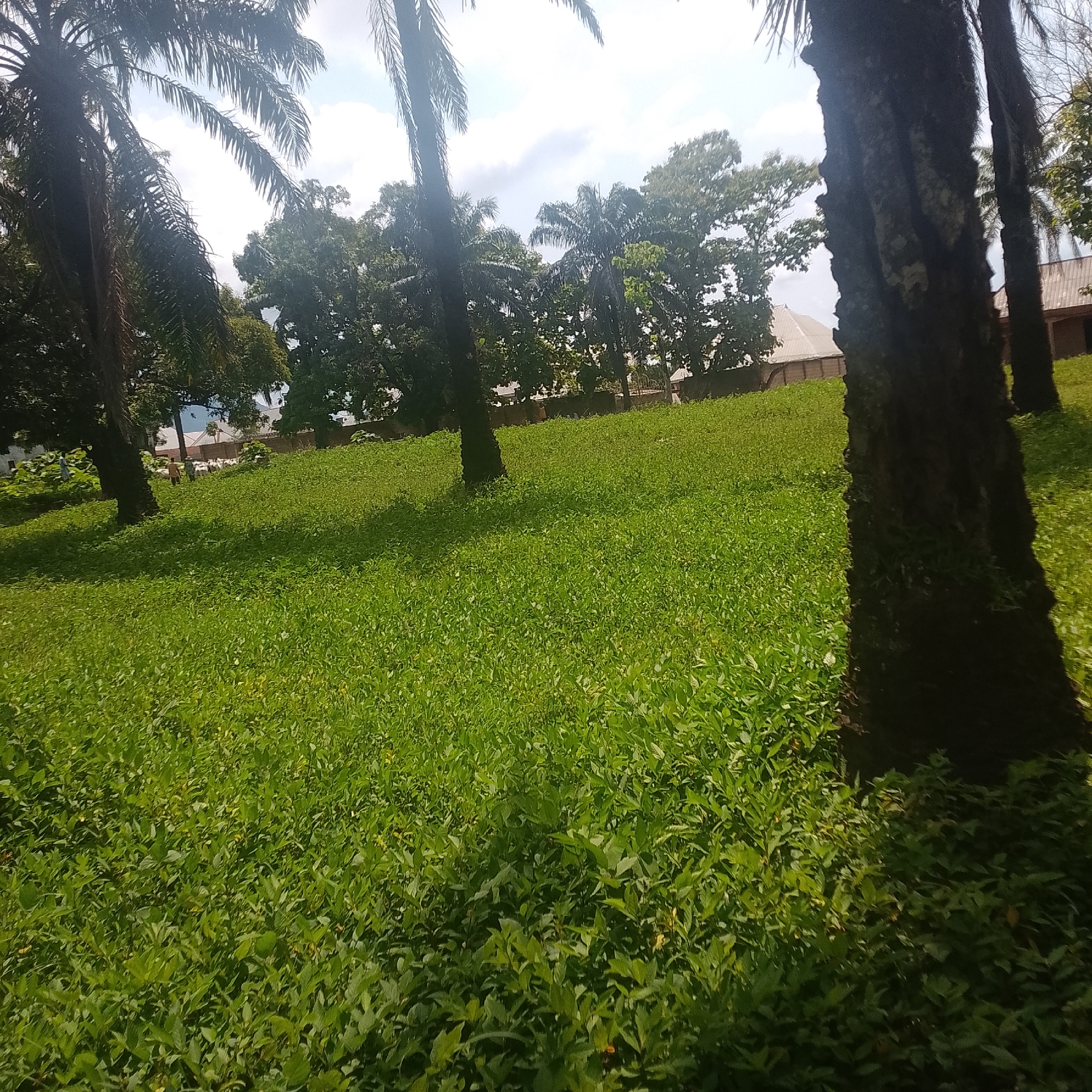 An eye-level medium shot captures a sun-drenched, densely vegetated lawn in an outdoor setting. Palm trees frame the left and right sides of the composition, their fronds reaching towards a bright sky with scattered clouds. In the middle ground, a cluster of mature trees with dark green foliage forms a backdrop. Beyond the trees, the rooftops of several buildings, characterized by their light-colored, possibly metal construction, are visible. The foreground is dominated by a vibrant, low-lying green ground cover, which appears to be a type of shrub or ground vegetation, extending across the entire scene. The overall impression is one of lush greenery and a clear, bright day.