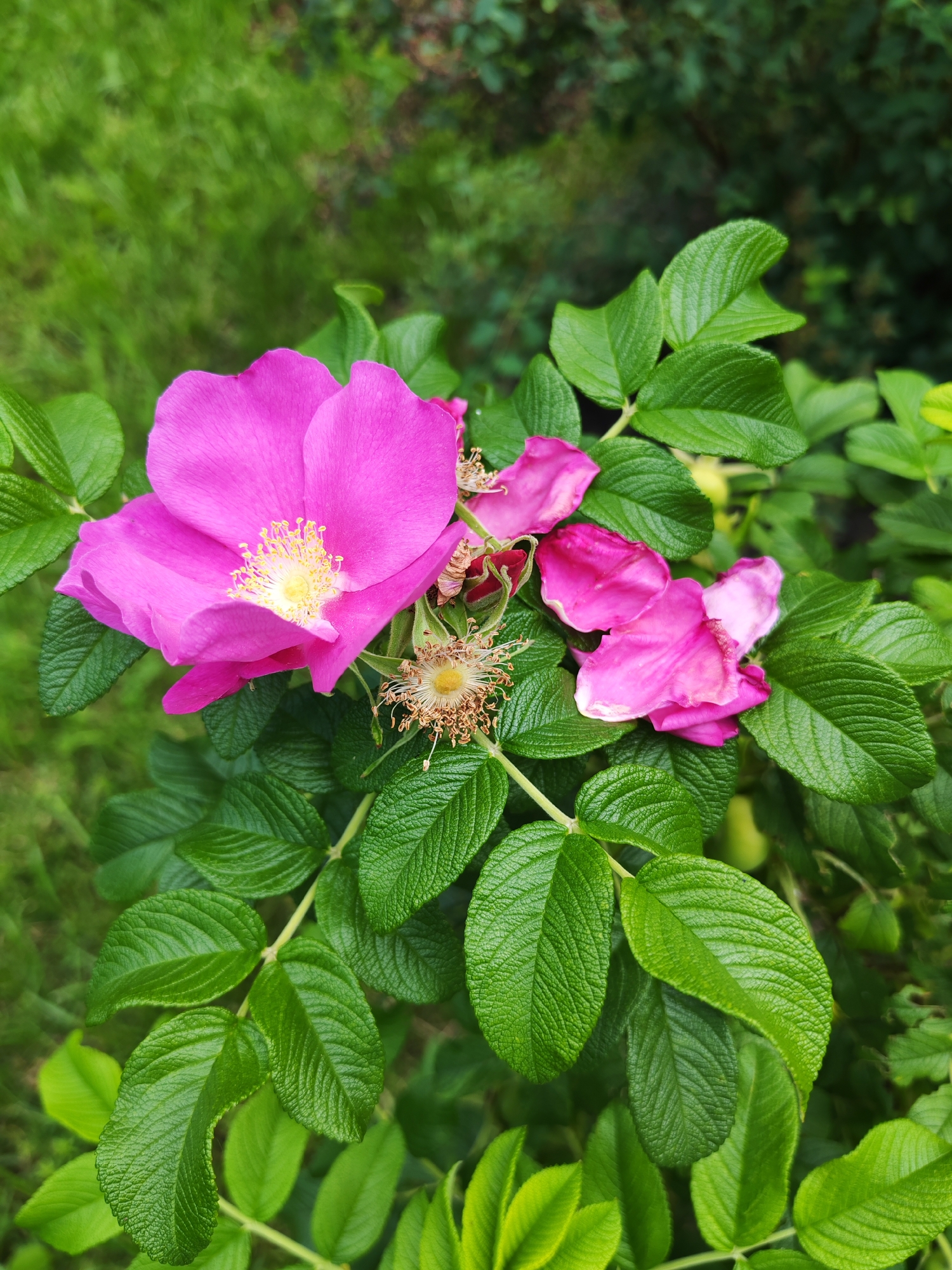 This media file is a vertical, eye-level shot of pink wildflowers with green leaves. The flowers are vibrant pink and have yellow centers with delicate stamens. Some of the flowers are fully bloomed, while others are wilted or in the process of dying, with dried brown seed heads visible. The leaves are a rich, deep green and appear textured with prominent veins. The background is softly blurred, showing more green foliage and a hint of what appears to be grass, suggesting an outdoor, natural setting. The lighting appears to be natural daylight, possibly overcast or shaded, as there are no harsh shadows. The overall impression is one of natural beauty and the transient cycle of blooming and fading. There is no visible text. The location context is Kurgan, Russia.