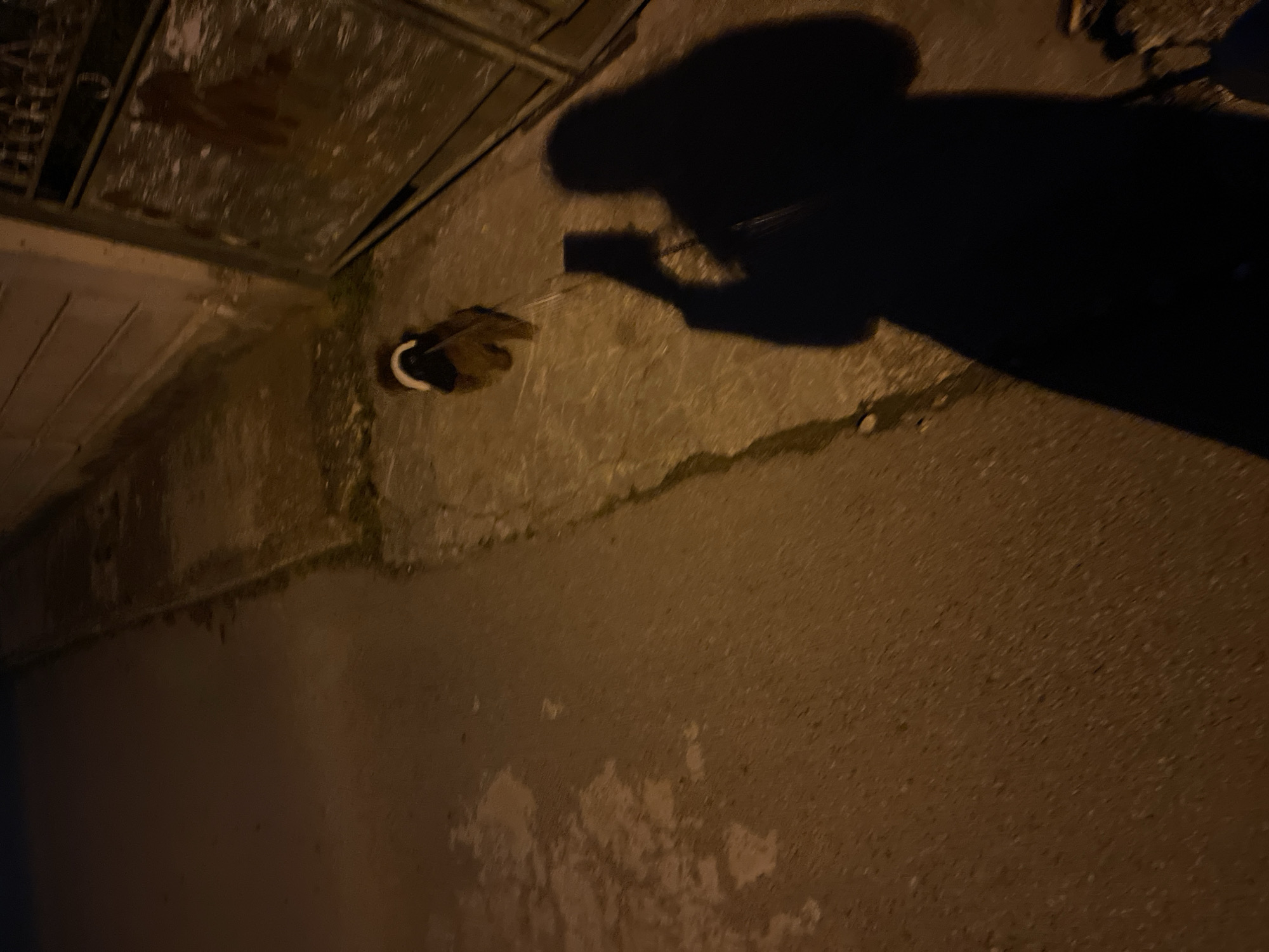 The image shows an outdoor scene at night. A shadow of a person holding what appears to be a leash stretches across the pavement. The leash is connected to a duck, which is standing near a drain cover. The location is plausibly Sofia, Bulgaria. The environment is dark and the lighting is poor. The pavement is uneven and has some discoloration.