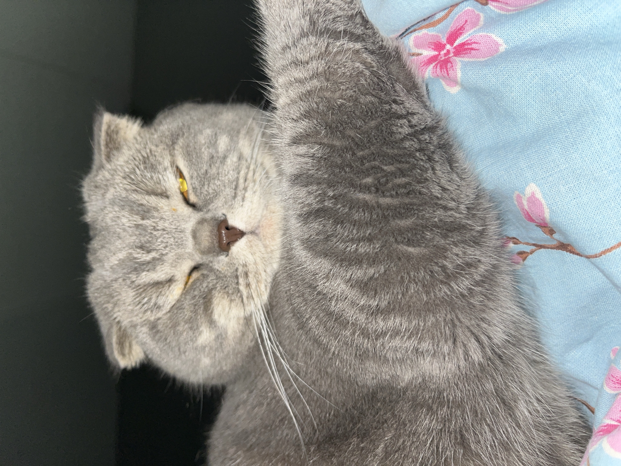 A close-up, head-on shot captures a Scottish Fold cat with grey tabby markings and bright yellow eyes. The cat is partially resting, with one eye squinted shut and the other open, looking directly at the camera. Its ears are folded forward. The cat's fur is soft and textured, with lighter grey stripes visible. The cat is lying on a light blue fabric with a floral pattern of pink flowers and brown stems. The background is dark and out of focus. The image appears to have been taken indoors, likely in a domestic setting. There is no information or visual evidence within the image to suggest a specific location in Chaikovsky, Russia.
