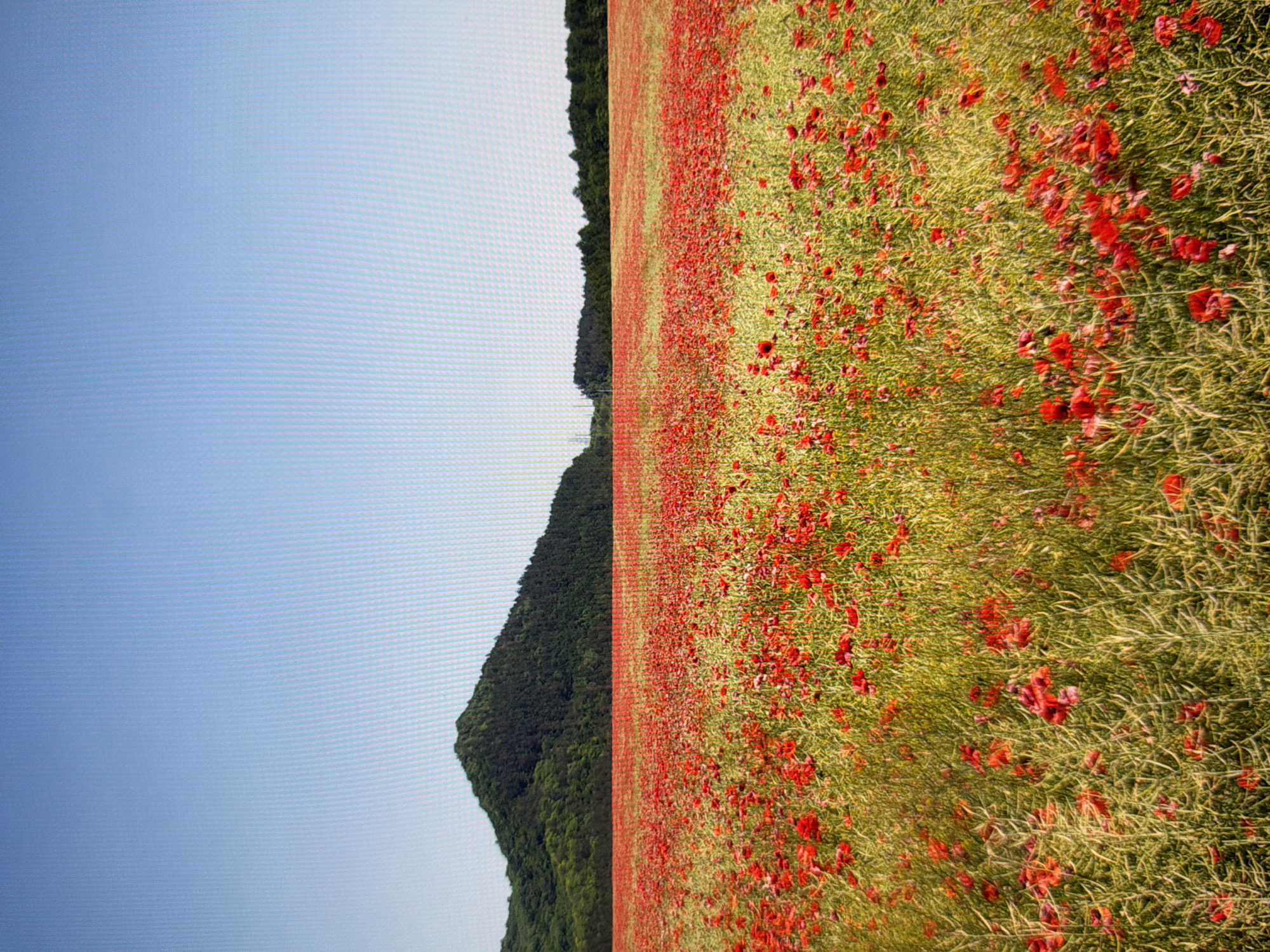 A vast field of red poppies stretches towards a dark green, forested hill under a clear blue sky. The poppies are dense and vibrant, covering the foreground and midground of the image. The hill is topped with trees and slopes gently towards the right. A thin line of trees borders the horizon on the far right of the image, behind the poppy field. The scene appears to be a rural landscape, likely in the spring or early summer, given the blooming flowers. There are no people or man-made structures visible in the image. The image does not depict any identifiable locations in Kyiv, Ukraine.