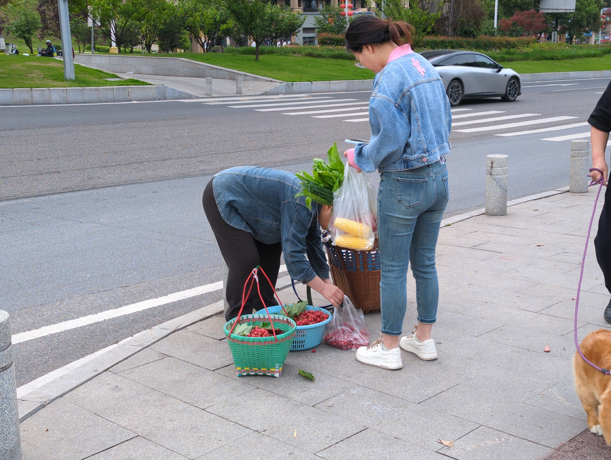This image captures an urban street scene in Jiangjin, China, focusing on two women and a small produce stand on a sidewalk. One woman, wearing a blue denim jacket and dark trousers, is bent over, actively arranging items. In front of her are several containers: a bright green woven basket filled with red cherries and leaves, a blue plastic tub also containing cherries, and a clear plastic bag with more cherries. She appears to be either selling or organizing these goods.
Standing opposite her, a second woman, dressed in a blue denim jacket with a pink collar and light-wash jeans, looks down towards the produce. She holds a transparent plastic bag containing several ears of corn on the cob and a bunch of leafy green vegetables, suggesting she is a customer making a purchase. Both women wear casual footwear, with the standing woman in white sneakers.
To the far right, partially visible, is a light brown dog on a purple leash, indicating the presence of a third person who is out of frame.
The setting includes a grey tiled sidewalk bordered by a white line and the asphalt street. Further down the street, a pedestrian crosswalk is visible. A silver car is driving away in the mid-ground. In the background, across the road, there's a grassy slope planted with trees, and distant buildings can be seen through the foliage. The scene is illuminated by bright, diffused daylight, suggesting it's likely a mild day in the morning or afternoon. No legible text is visible in the image. The overall impression is a casual, everyday interaction involving the sale of fresh produce.