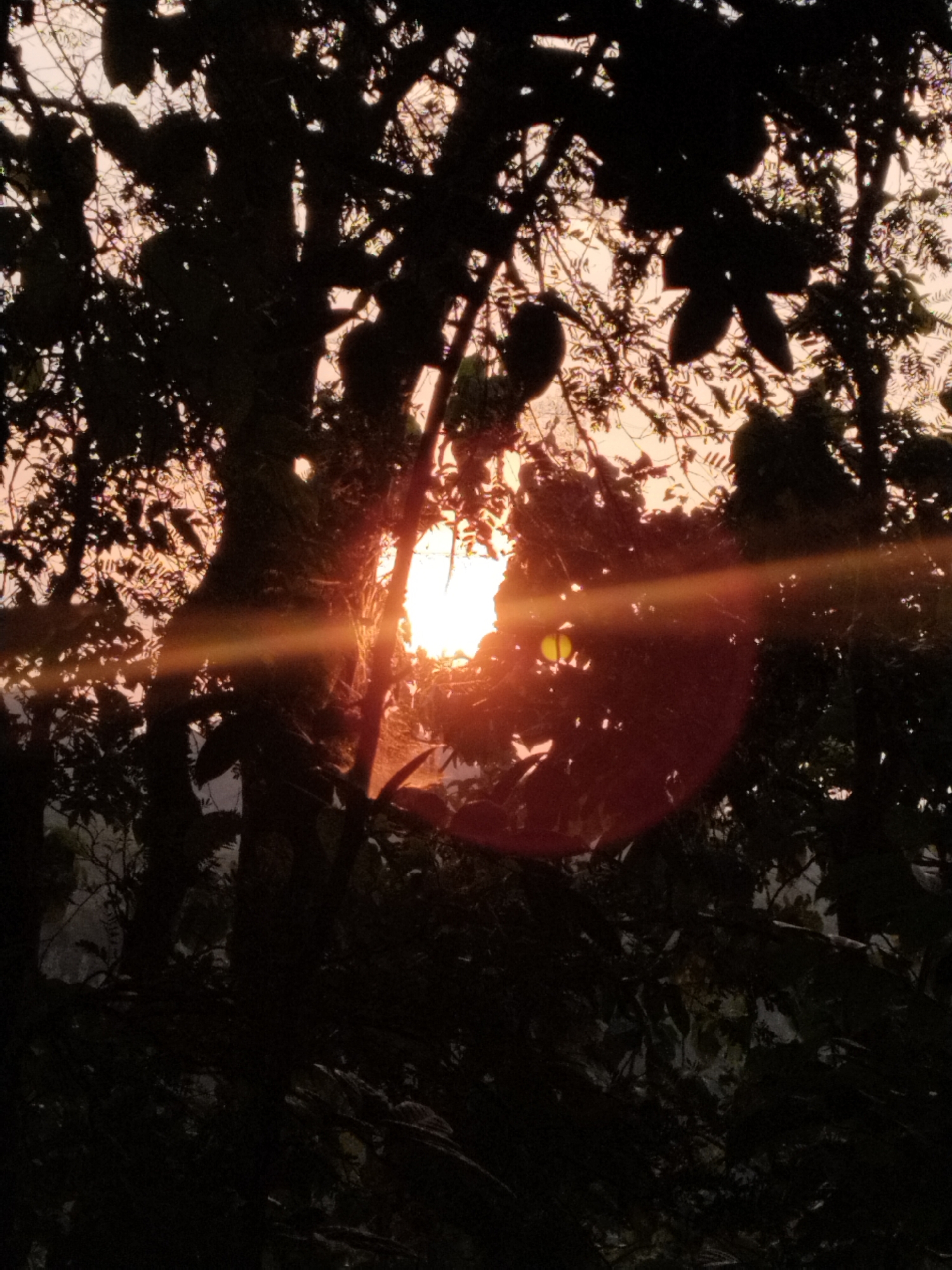 The image depicts a sunbeam filtering through the dark silhouettes of trees and foliage against a bright, hazy sky. The sun's rays create a lens flare effect, appearing as a horizontal orange band with a circular glow. The sun itself is a bright white disc visible through a gap in the branches. The foreground and midground are dominated by the dense, dark shapes of leaves and branches, obscuring much of the background detail. The overall impression is of a natural setting, possibly a park or wooded area, viewed during sunrise or sunset. The image does not contain any people or man-made objects that would suggest a specific urban location.