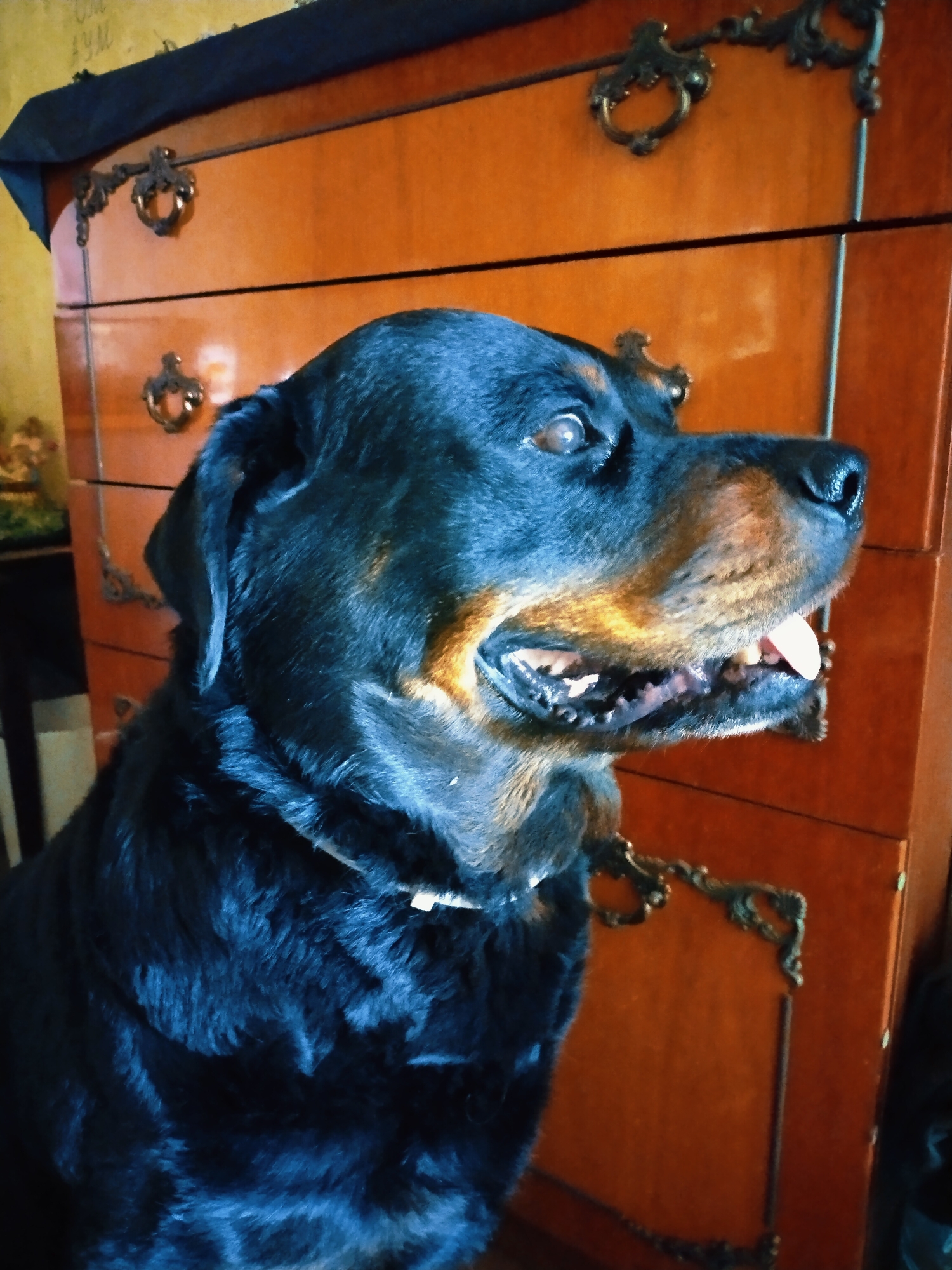 The media file is a medium close-up, eye-level shot of a Rottweiler dog. The dog is black with tan markings on its face and chest. It is looking to the right of the frame, with its mouth open and tongue visible. The dog appears alert and perhaps panting.
Behind the dog, a large, ornate, wooden dresser or cabinet is visible. It has multiple drawers, each with a decorative, dark metal pull. The wood is a warm, reddish-brown color. The top of the dresser is covered with a dark fabric, possibly a tablecloth or runner. To the left of the dresser, a wall painted in a muted yellow or ochre tone is visible. Part of a dark chair can be seen in the bottom left corner. The lighting in the scene is somewhat dim, with a noticeable blue cast, suggesting an indoor setting possibly during the day with artificial light. There is no indication of specific weather conditions or a particular time of day beyond it being indoors. The setting appears to be a home interior. There is some faint, illegible text on the yellow wall in the upper left corner of the image. The overall mood conveyed is one of domesticity, with the dog as the primary focus.