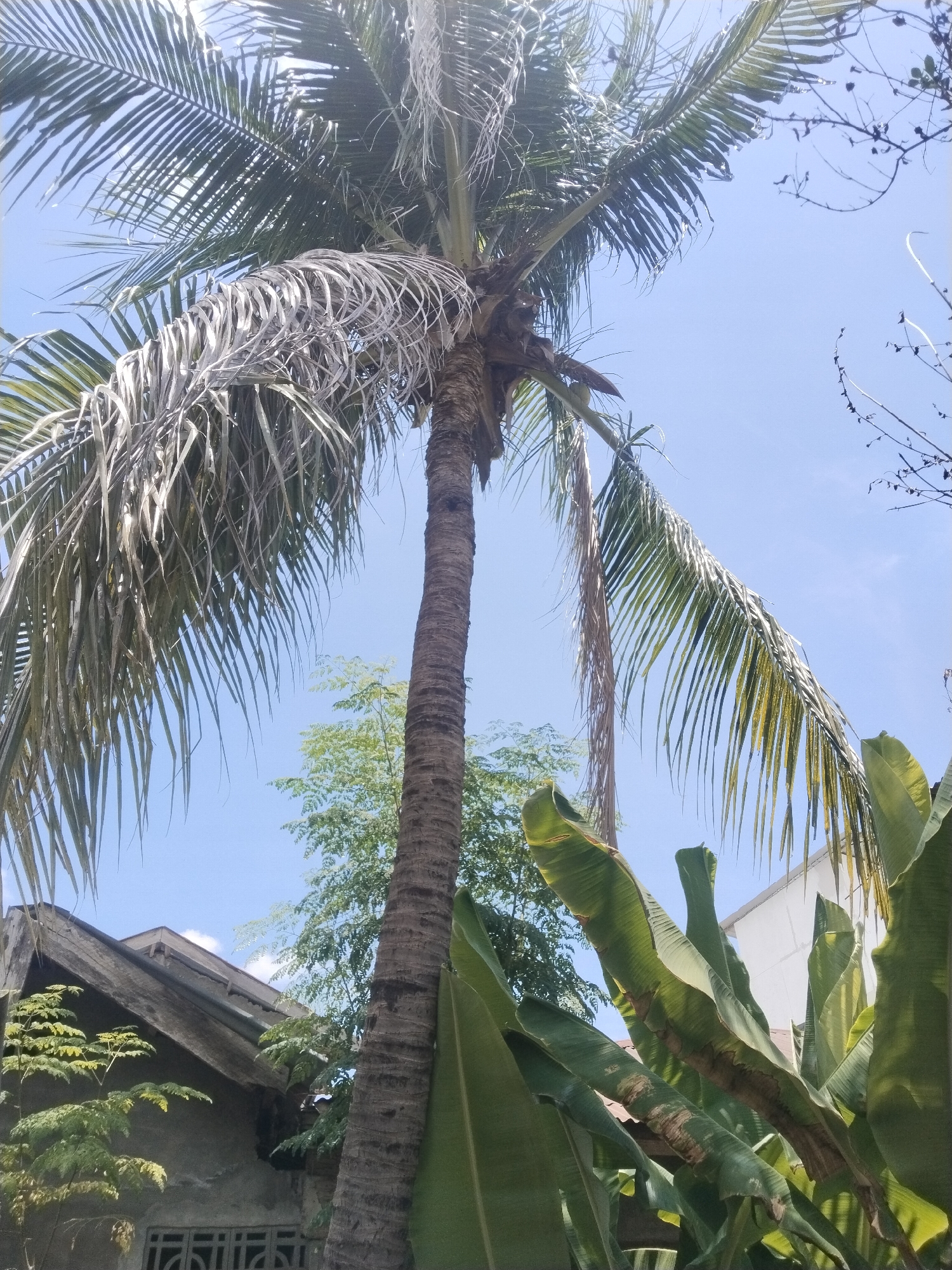 The photograph depicts a tall coconut palm tree in Lhokseumawe, Indonesia, under a clear blue sky. Some fronds are green, while others are dry and gray. Other trees are visible in the background, as well as parts of a low, concrete building with a sloping roof, and a white structure. Large green banana leaves are in the foreground. No people are visible.