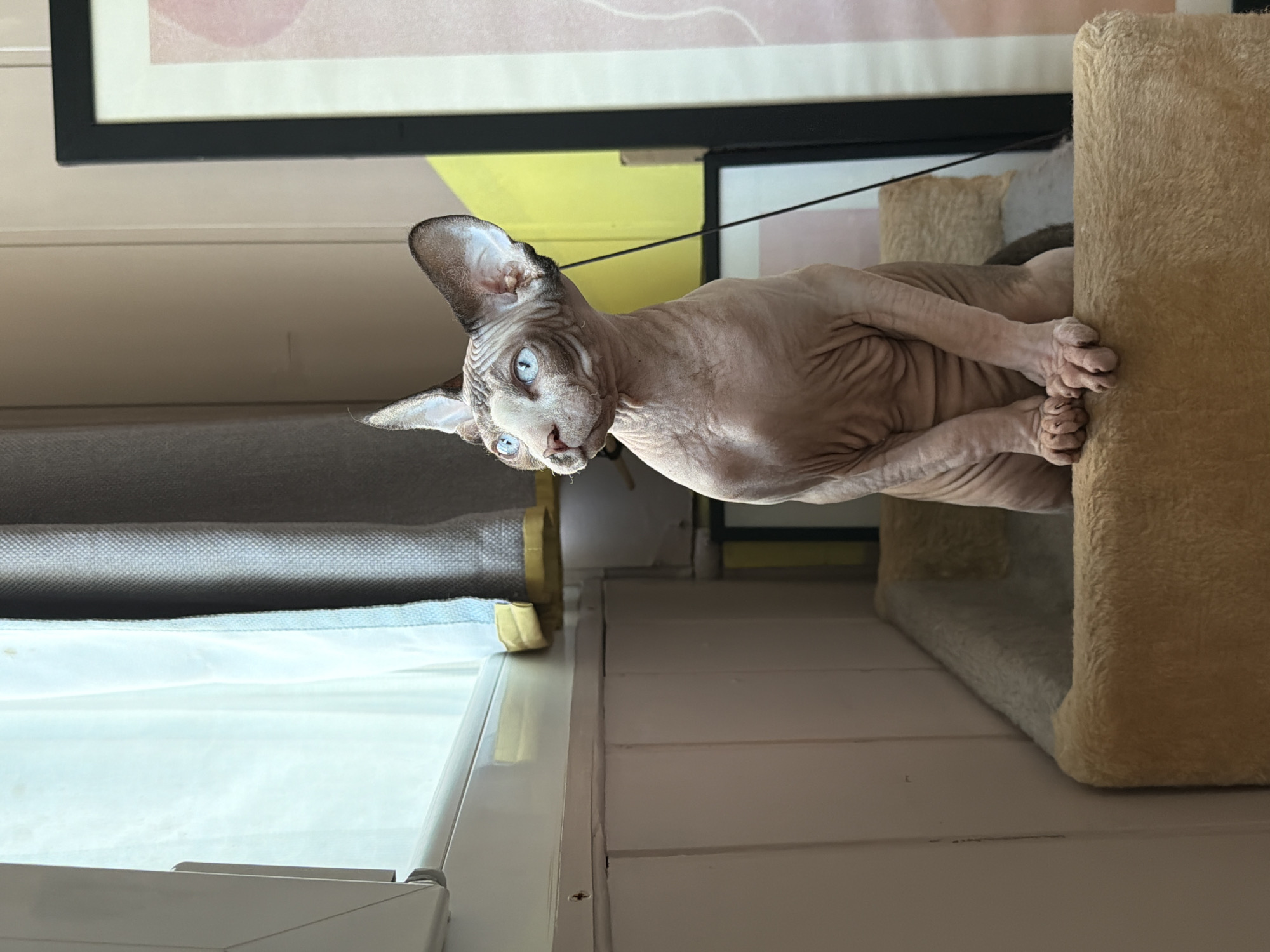 A hairless Sphynx cat with blue eyes is positioned on a carpeted cat tree that sits atop a light-colored, paneled surface. The cat's body is mostly hairless, with prominent wrinkles and folds in its skin. It rests its paws on the edge of the cat tree structure. To the left of the cat, there is a window covered by a sheer white curtain and a gray shade. Above the cat and window, a framed piece of artwork hangs on the wall. A section of the wall behind the artwork is painted yellow. The scene appears to be indoors.