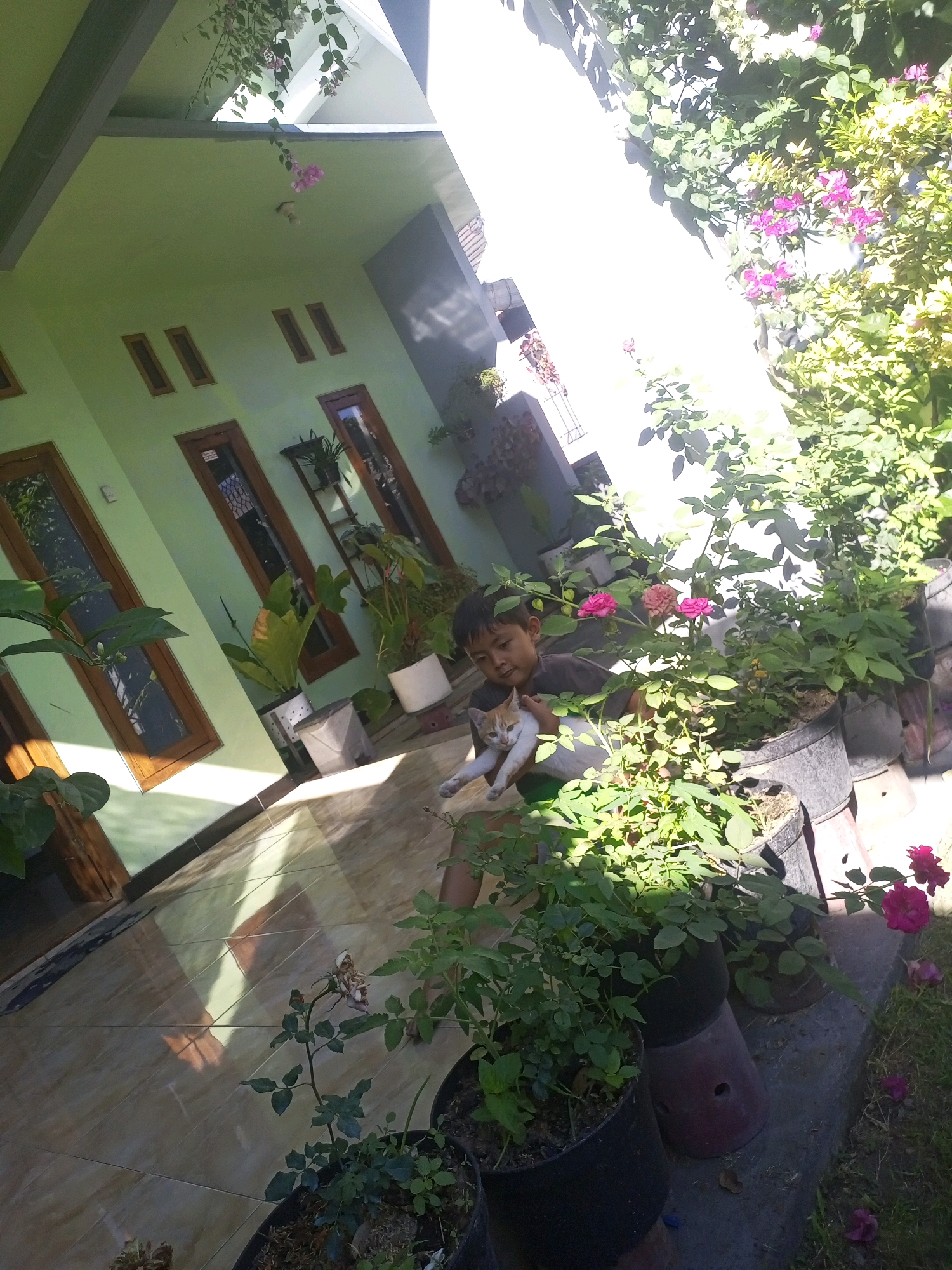A young boy is holding a ginger and white cat in front of a light green building, likely in Ngasem, Indonesia. The building has several dark-framed windows and doors, and a gray overhang. The scene is filled with potted plants, including roses and other greenery, many of which are in large, dark pots. Some of the plants have pink and red flowers. The ground is tiled, and sunlight casts strong shadows. The overall impression is of an outdoor residential area with a focus on plants and a domestic animal.