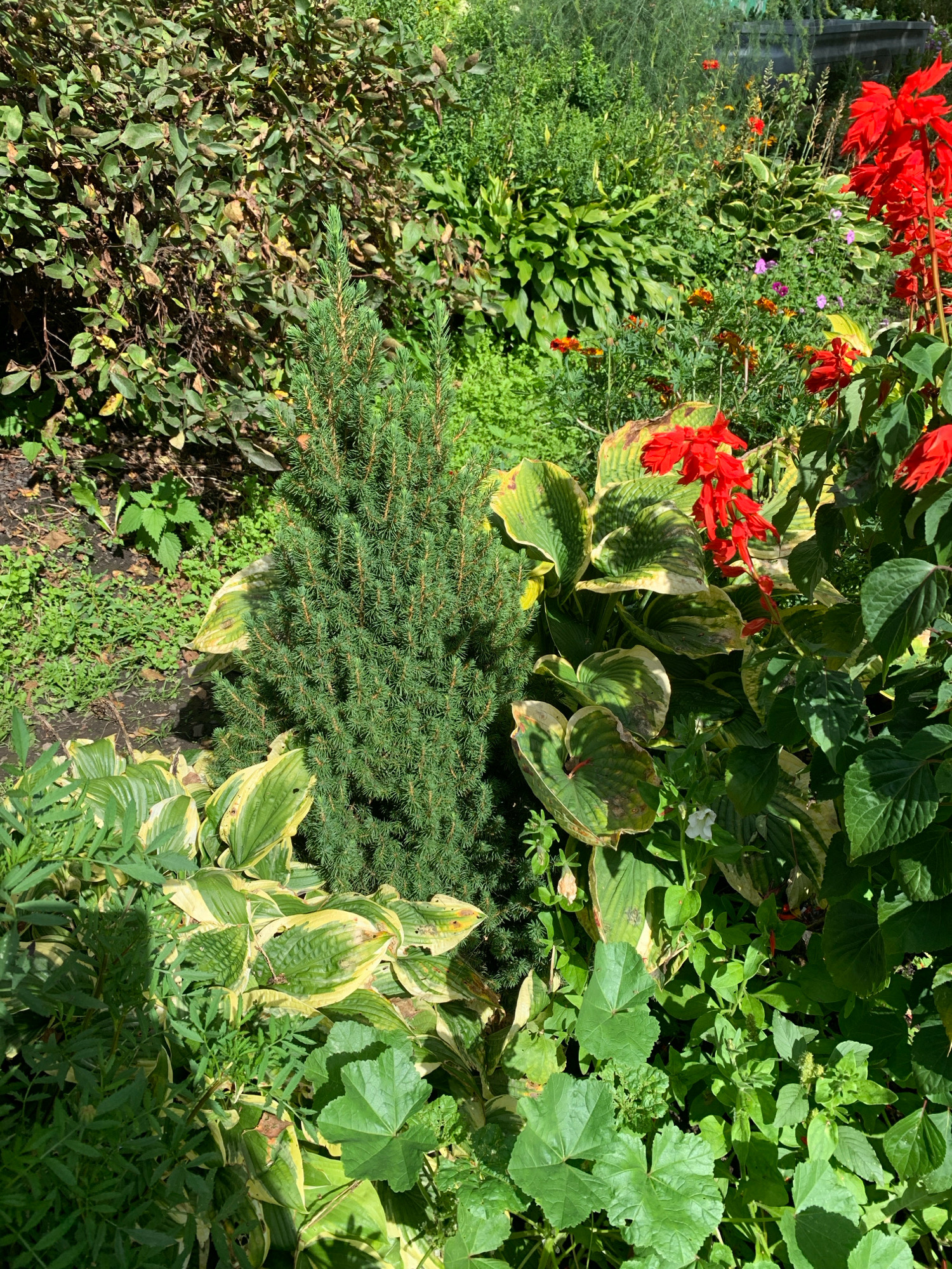 The image depicts a lush, sunlit garden scene, likely in Novostroika, Russia, filled with a variety of green foliage and vibrant red flowers. In the foreground, a small evergreen conifer stands centrally, its dense needles creating a textured form. Surrounding it are hosta plants with large, variegated leaves, showcasing shades of green and creamy yellow. To the right, tall spikes of scarlet red flowers, possibly Salvia, add a dramatic splash of color. Other smaller green plants and some scattered small red and orange flowers fill the spaces between the larger plants. The background is a dense tapestry of various green leaves and shrubs, suggesting a well-established garden. The lighting indicates a sunny day, with shadows casting across some of the leaves. There are no people or animals visible in the image.