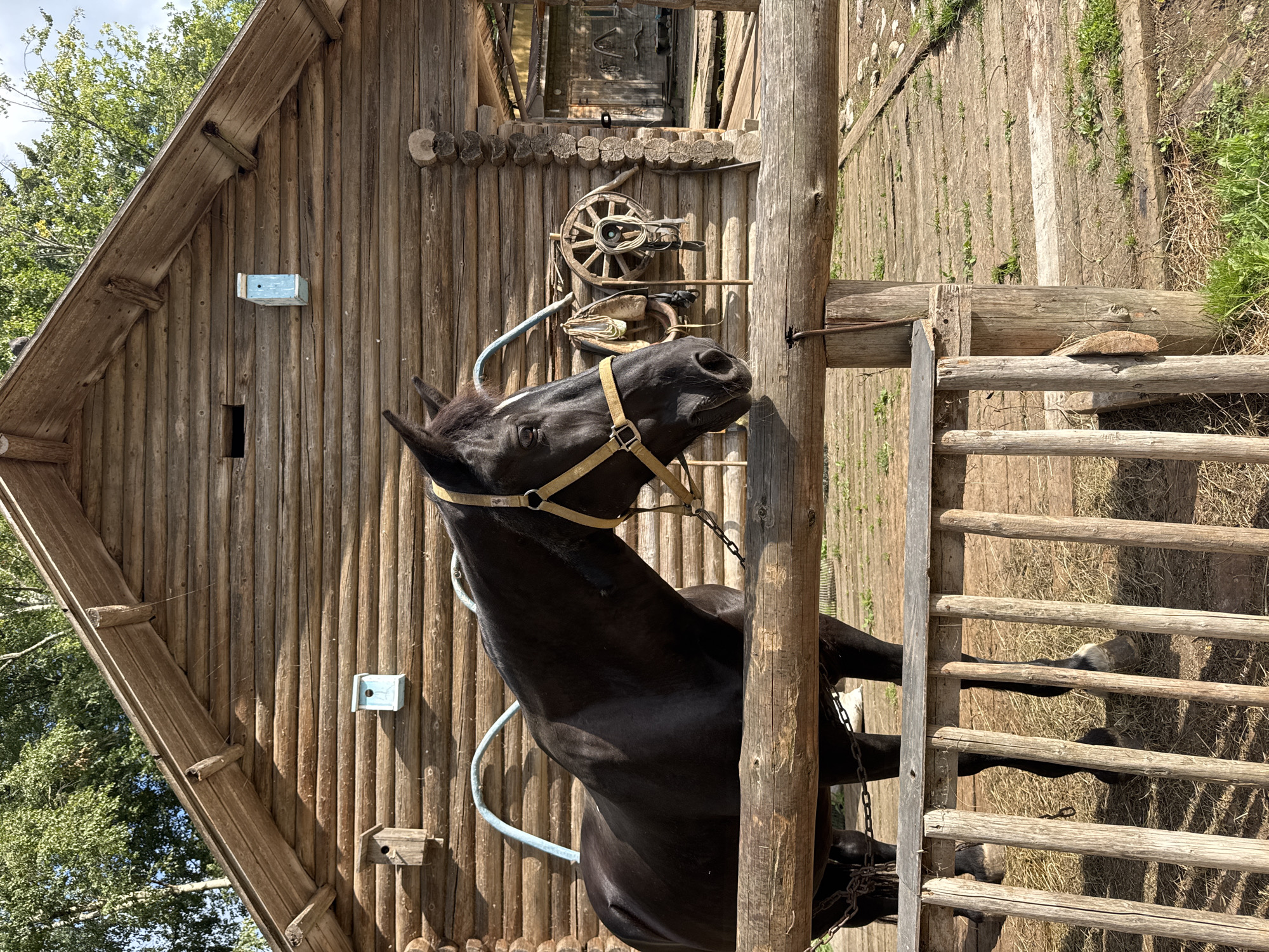 The image depicts a black horse with a yellow halter standing behind a wooden fence. Behind the horse is a rustic, log-built structure, possibly a barn or stable, with a wooden roof and exterior walls. Two small birdhouses are attached to the exterior wall of the structure. A horse bridle and saddle hang on the wall, along with a decorative wooden wheel. The ground is covered with a wooden boardwalk and some dry grass and dirt. The scene appears to be outdoors, with trees visible in the background under a bright sky. There are no people visible in the image. Based on the architecture and general aesthetic, this scene could be located at a rural establishment, potentially a horse farm or a historical village recreation area in or near Veliky Novgorod, Russia.