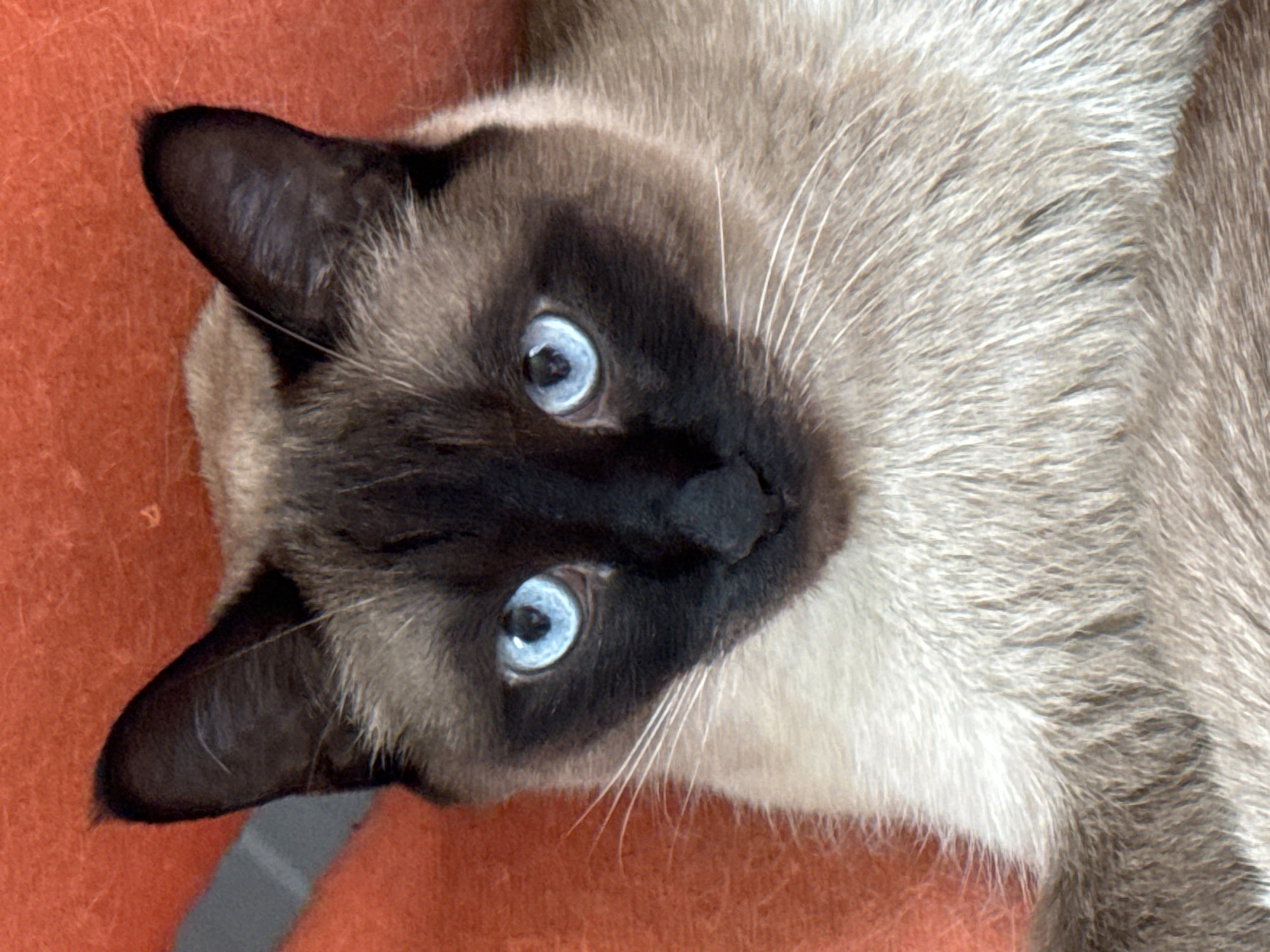 A close-up, head-on shot shows a Siamese cat with striking blue eyes against an orange background. The cat's fur transitions from dark brown on its face, ears, and paws to a lighter cream color on its chest and body. The cat's eyes are wide open, and its gaze is directed towards the viewer. The orange background appears to be a soft fabric, possibly a blanket or cushion. The lighting is even, highlighting the cat's features and fur texture. There are no other subjects or objects visible in the frame. The image is a portrait of the cat.