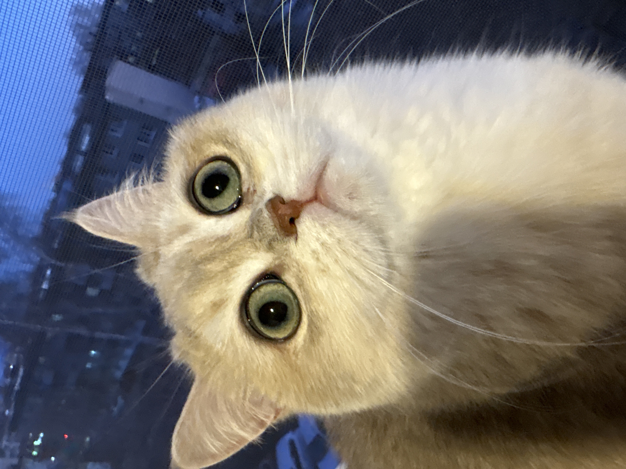 A close-up, slightly angled perspective of a cat's face dominates the image. The cat has light fur, large green eyes, and a pink nose. Behind the cat is a blurred cityscape seen through a window screen. The buildings are dark against a lighter sky, suggesting it might be evening or a dimly lit day. The location is likely Chaikovsky, Russia.