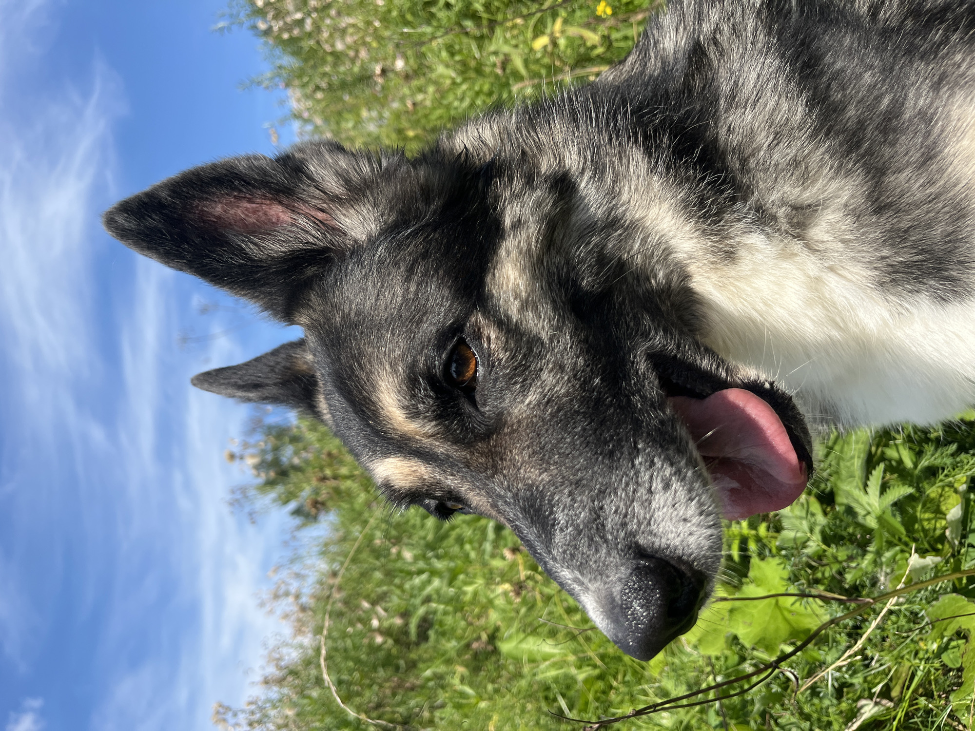 A close-up, head-and-shoulders shot of a German Shepherd dog looking to the left, with its mouth open and tongue out. The dog's fur is a mix of black, gray, and white. The background consists of lush green grass and some wildflowers, with a bright blue sky with wispy clouds above. The image appears to have been taken outdoors in a natural setting. The location is not specified as Nizhny Tagil, Russia.