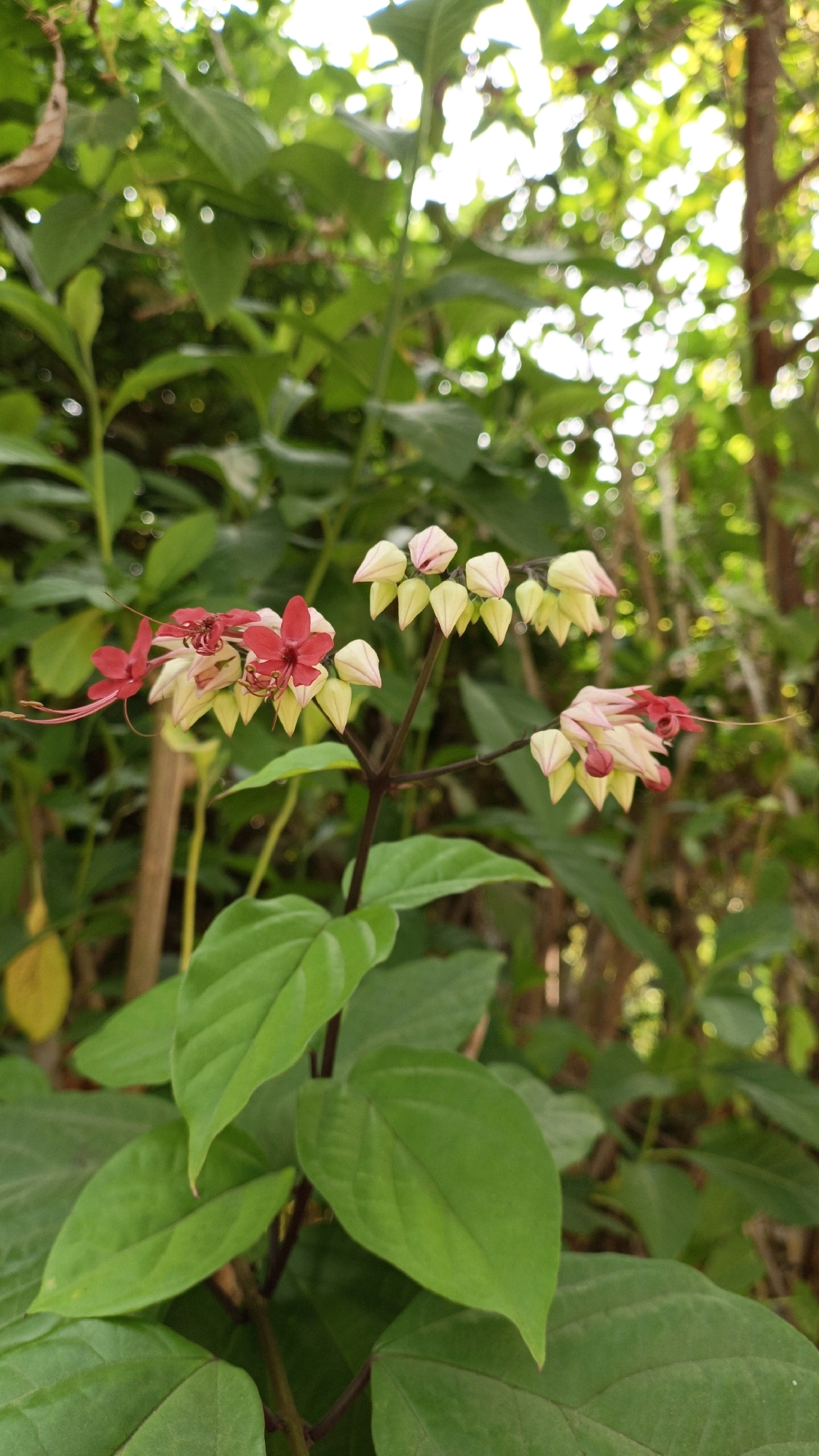 This is a close-up, eye-level, vertical shot of a flowering plant in Cikal, Indonesia. The plant has several branches with clusters of flowers and large green leaves. The flowers are small and delicate, with some appearing to be unopened buds, while others have bloomed into star-shaped red flowers with long, thin stamens. The buds are a pale yellow or cream color with pinkish tips. The leaves are broad and ovate, with prominent veins and a deep green color. The background is blurred, showing a dense collection of green foliage and tree trunks, suggesting a natural outdoor environment. The lighting appears to be natural daylight, creating a soft glow around the edges of the leaves and flowers, indicating it might be early morning or late afternoon. There are no people or animals visible in the frame, and the overall impression is one of natural beauty.