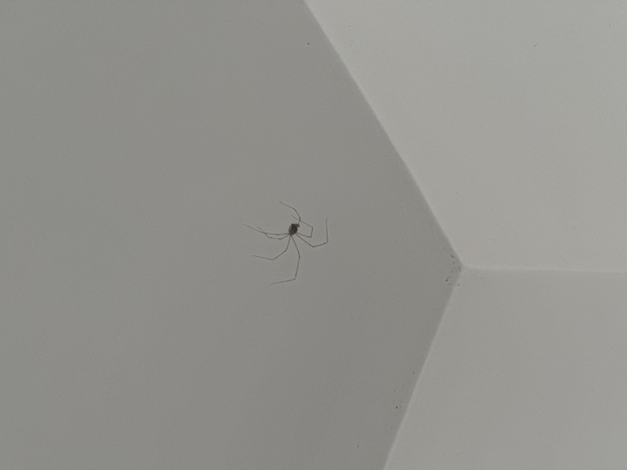 A dark, long-legged spider is suspended on a white, textured surface that appears to be a ceiling corner or wall junction. The spider's body is small and dark, with its eight long, thin legs splayed out, giving it a star-like appearance. The background is a uniform, light gray, with subtle shadows creating depth around the angular forms of the surface. The lighting suggests an indoor environment, likely during daylight hours, given the even illumination. There are no people, text, or other notable objects in the frame. The scene is simple and focused solely on the spider and its immediate surroundings. The location is identified as Zvezdara Urban Municipality, Serbia, but no specific visual cues in the image confirm this.