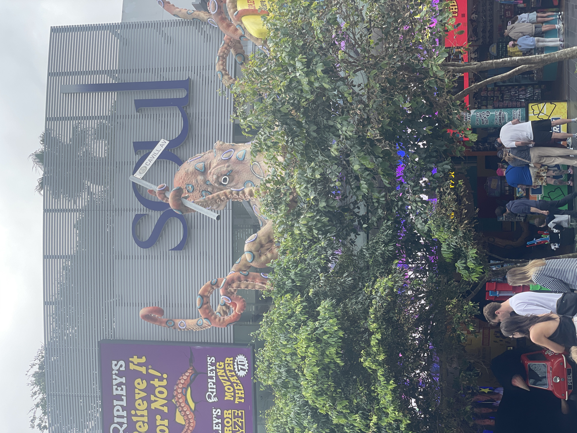 The image shows the exterior of the Ripley's Believe It or Not! museum and the Soul Boardwalk building in Surfers Paradise, Australia. The Ripley's building features a large purple sign with yellow text that reads "RIPLEY'S Believe It or Not!". Adjacent to it, a large, inflatable or fabric octopus sculpture is prominently displayed, with its tentacles wrapped around the building. The Soul building has large blue letters spelling out "SOUL" across its facade, with a street sign for "CAVILL AV" visible near the octopus. In the foreground, a dense canopy of green trees partially obscures the view of the buildings. Beneath the trees, people are gathered. To the left, a small red car with a license plate reading "PEEL" is visible. Several individuals are standing and interacting, with some looking at displays or walking. The overall impression is a lively street scene in a tourist area, characterized by prominent signage, quirky attractions, and pedestrian activity under the cover of trees.