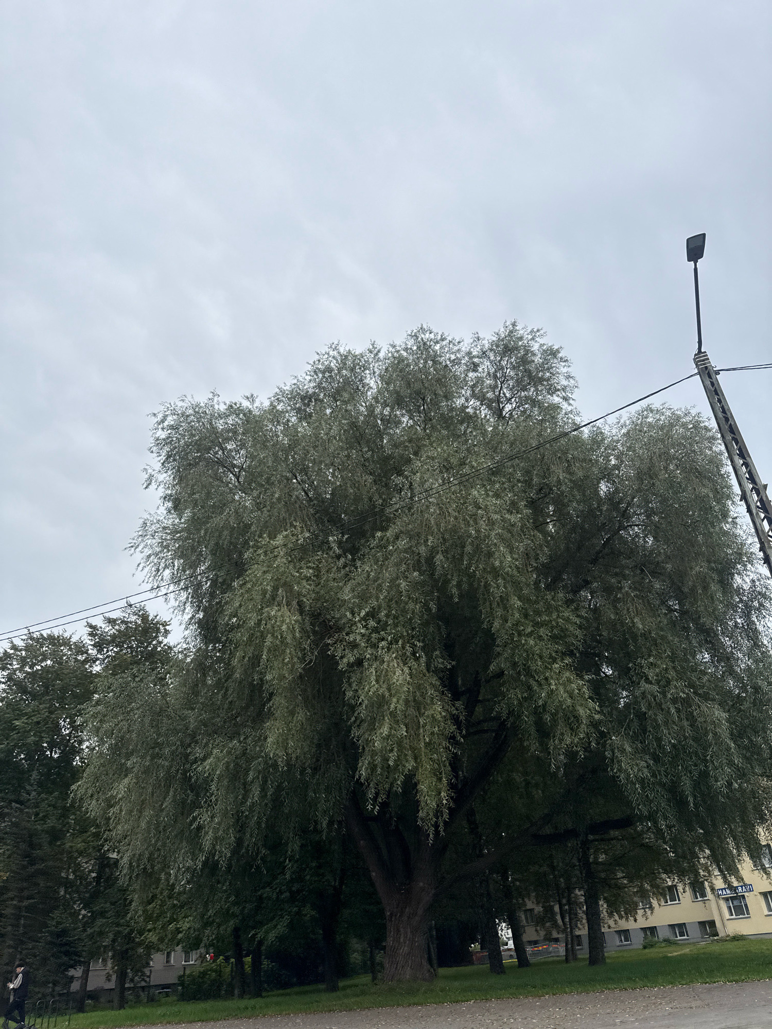 The image captures a view of a large, mature weeping willow tree dominating the frame. The tree has a thick trunk and its branches, laden with long, drooping leaves, create a dense canopy. Behind the tree, to the right, a modern streetlight with a rectangular fixture is visible against a cloudy sky. Further in the background, a light-yellow apartment building with multiple windows is seen. The ground in front of the building is covered with grass and a gravel path. To the left of the tree, other trees with darker foliage are present, and a portion of a dark fence is also visible. A person in dark clothing with a white stripe is walking on the path in the lower left corner of the image. The overall scene suggests an urban park or residential area in Tallinn, Estonia, characterized by overcast weather.