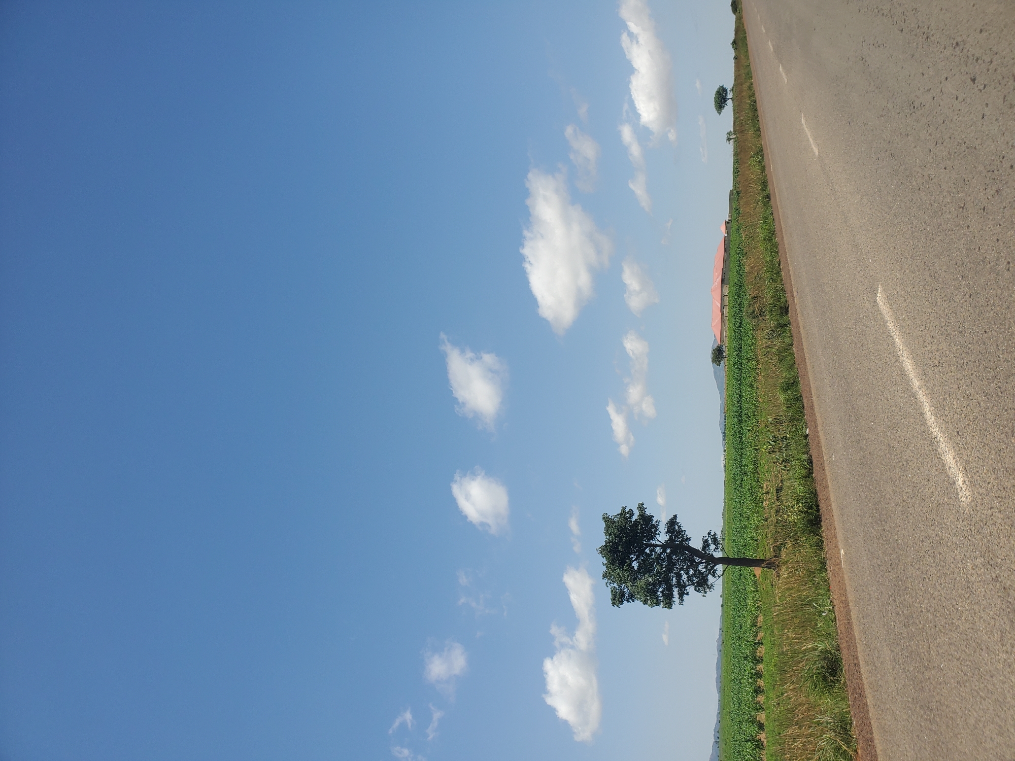 The image depicts a rural landscape with a paved road in the foreground, curving towards the right. The road has a white dashed line marking the center. To the left of the road is a strip of dry grass and vegetation, followed by a vast expanse of green crops, likely maize or a similar tall plant, stretching into the distance. A single, mature tree stands prominently in the middle ground, to the left of the crop field. Further in the distance, on the right side of the crop field, a building with a distinctive reddish-orange roof is visible, appearing to be a large house or a compound. Two smaller trees are situated near the building and another to the far right on the horizon. The sky is a clear, bright blue with scattered white cumulus clouds. The overall impression is of an open, agricultural area under a sunny sky, possibly in the outskirts of Pankshin, Nigeria, given the context. There are no people or animals visible in the scene.