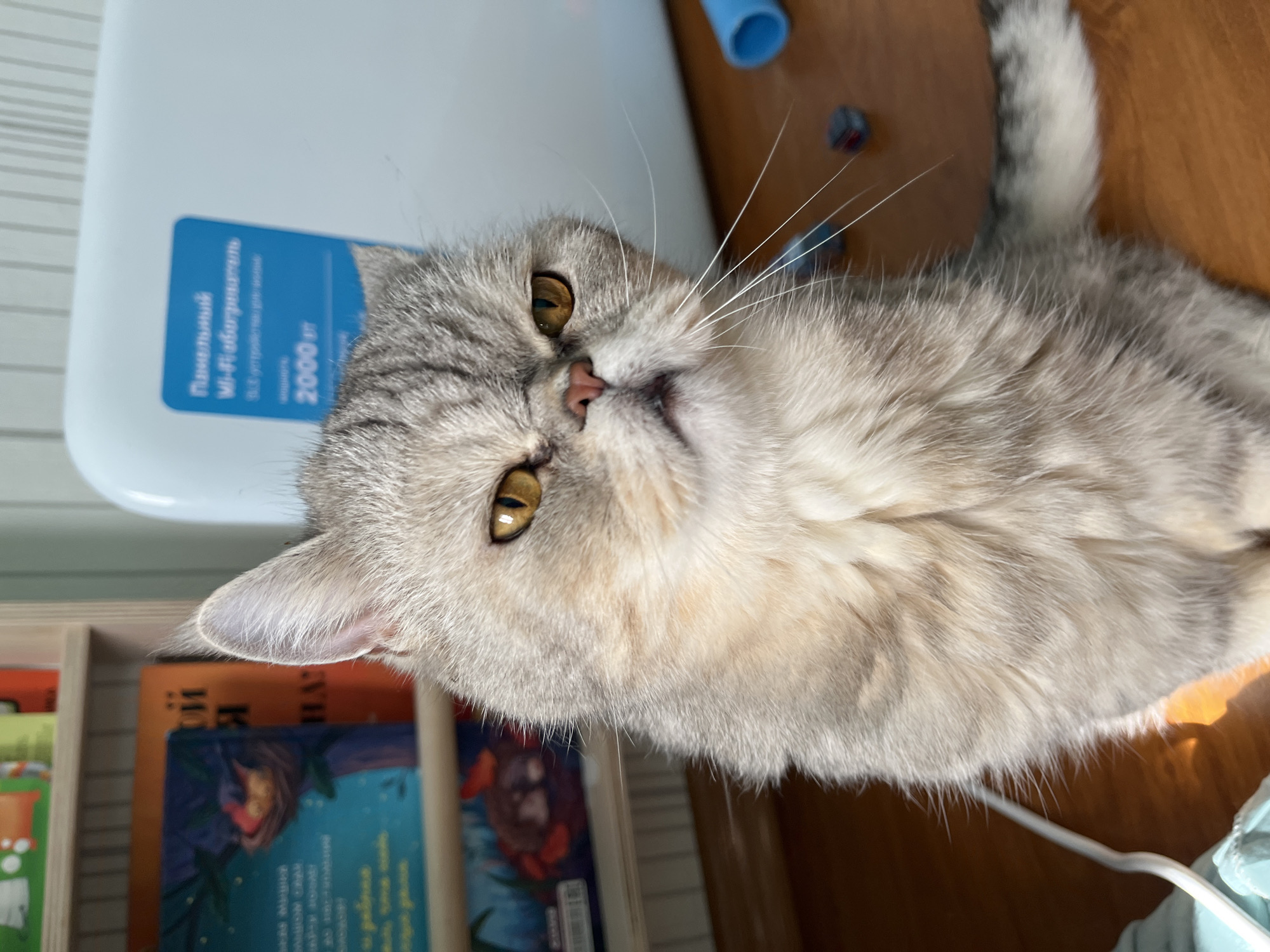 A silver tabby cat with golden eyes is lying on its side on a wooden surface. The cat's head is near a small wooden bookshelf with books. Behind the cat's head is a white appliance with a blue label featuring the text "Панельний Wi-Fi обогреватель 2000". A blue plastic tube and a small, dark object are on the wooden surface near the cat. The location is Chaikovsky, Russia.