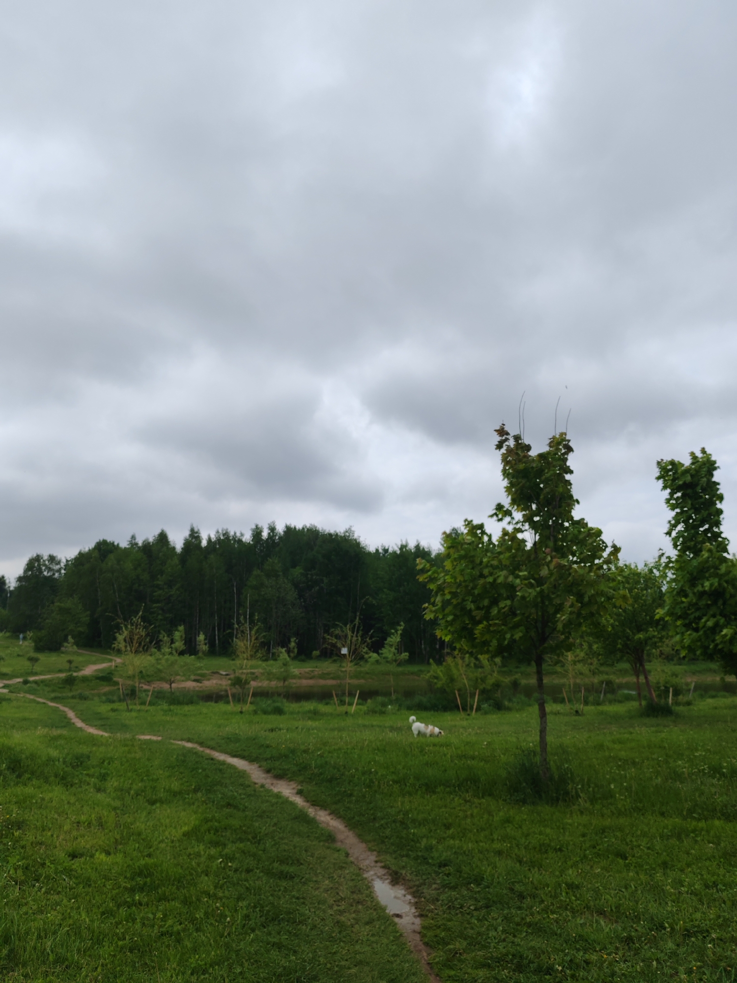 The image shows a park in Unknown, Unknown, under a cloudy sky. A dirt path curves through a grassy area. A small pond or lake is visible in the mid-ground, surrounded by trees. A small white dog stands in the grass near the pond. Several young trees are scattered throughout the park. A dense forest forms the background.