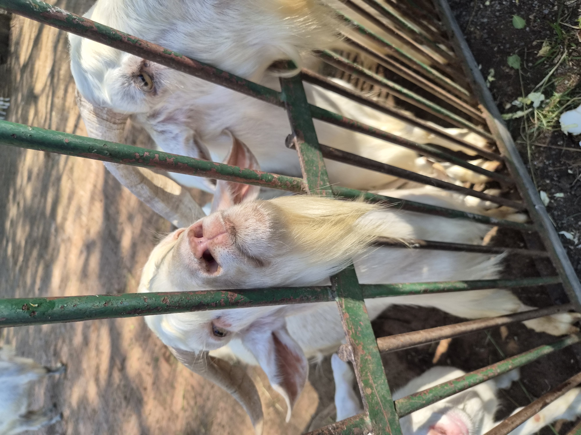 A white goat with a beard, horns, and pink ears peeks through a green metal fence. The goat's head is angled upwards and to the left, with its nose and mouth visible between the fence bars. Its eyes are partially obscured. In the background, other white goats can be seen, some behind the fence and others further away in a dirt enclosure with scattered shadows. The ground is a mix of dirt and dry vegetation. The scene appears to be an enclosure, possibly at a zoo or farm, located in Qinhuangdao, China.