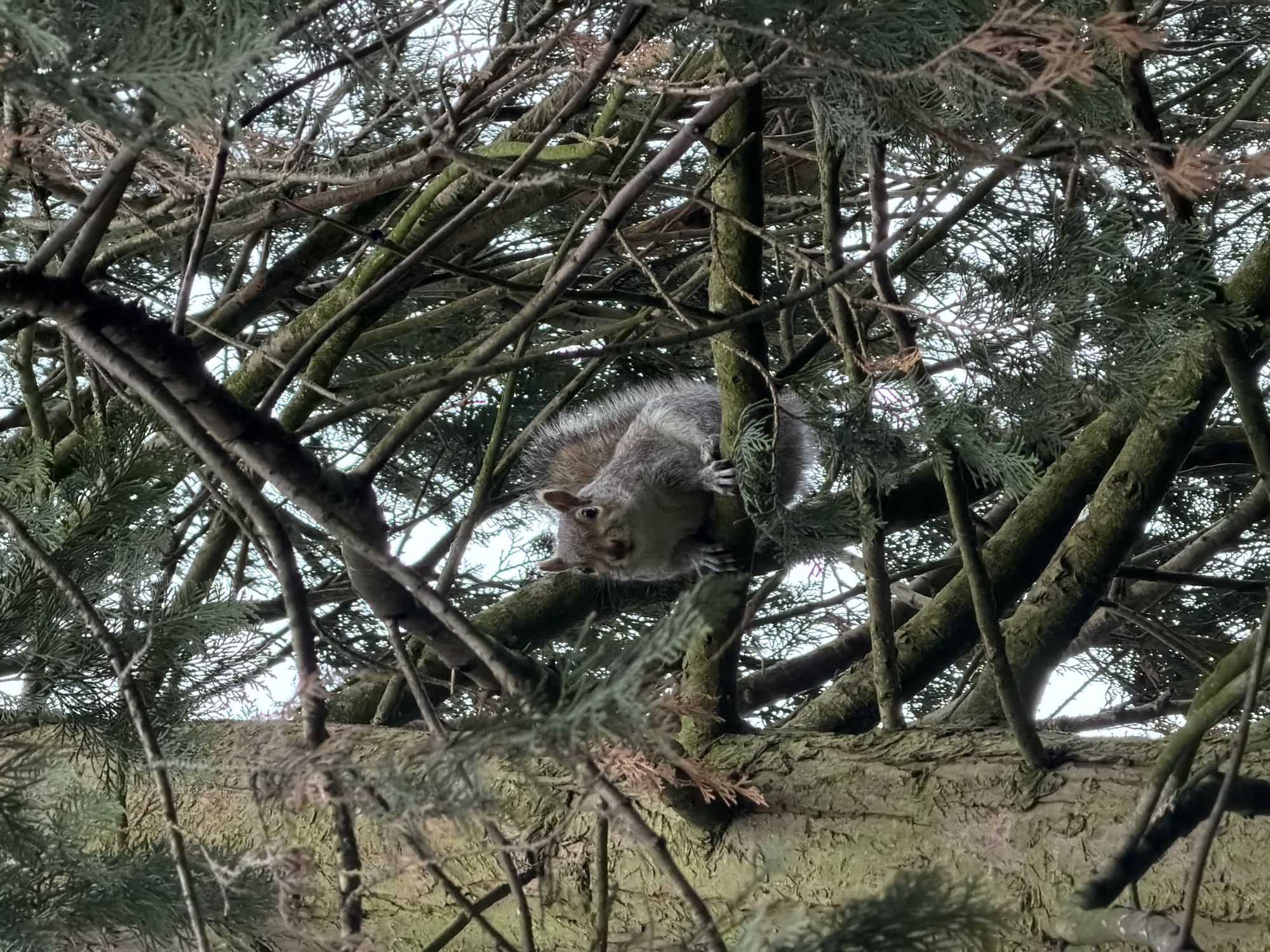 A gray squirrel is perched among the branches of a coniferous tree. The tree's branches are dense and intricate, obscuring the sky. The background suggests an outdoor setting. The location is in the city of London, United Kingdom.