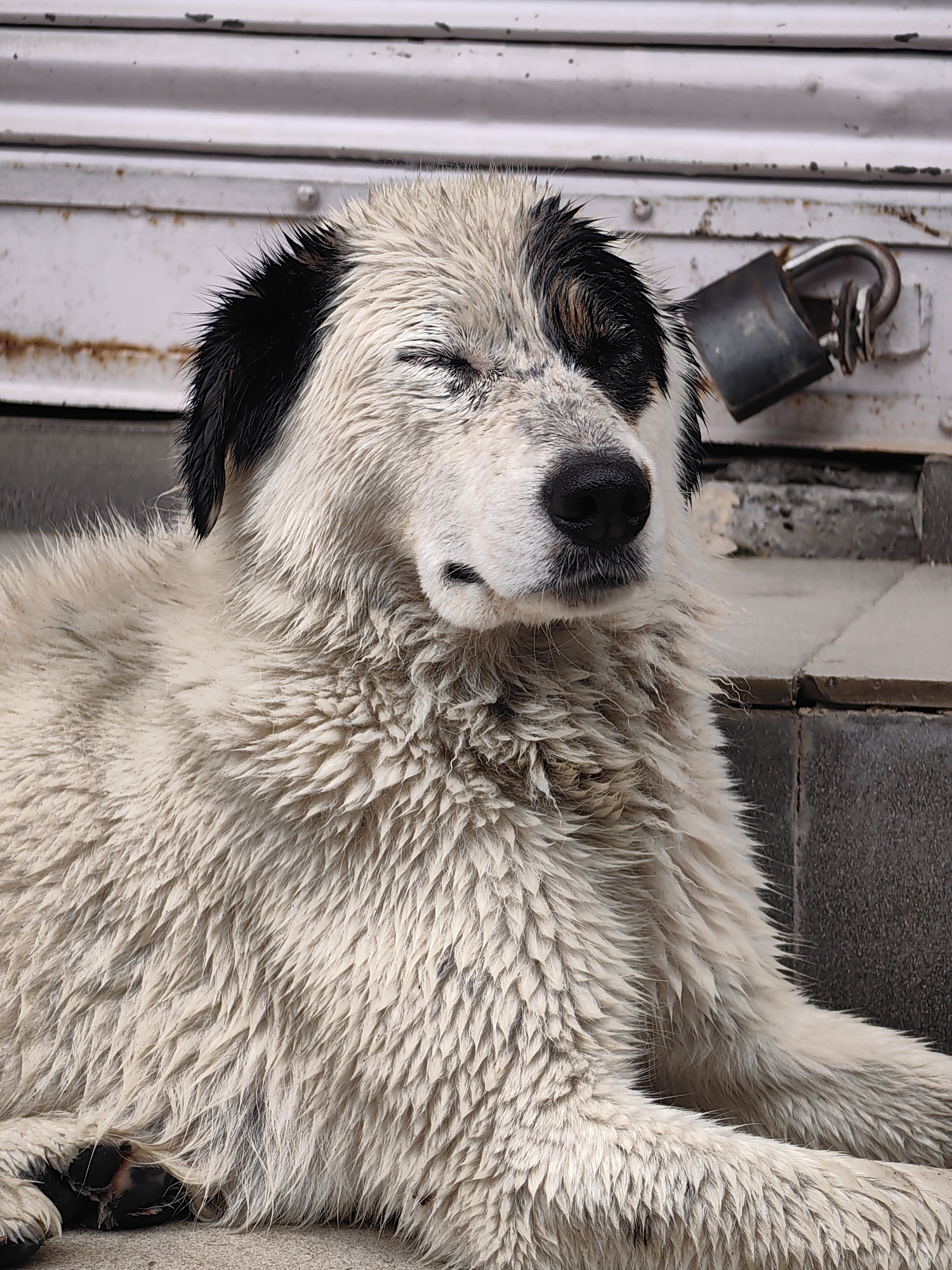 A medium shot captures a wet, shaggy, white and black dog resting with its eyes closed. The dog is lying down, appearing somewhat uncomfortable or tired, with its fur matted and dripping. Its left ear is black, and a patch of black fur is visible on its forehead. The background consists of a weathered, corrugated metal surface with a rusty padlock attached. The dog is positioned on a concrete step. The overall impression is one of an animal in a somewhat neglected urban environment, likely in Vashisht, India, given the context.