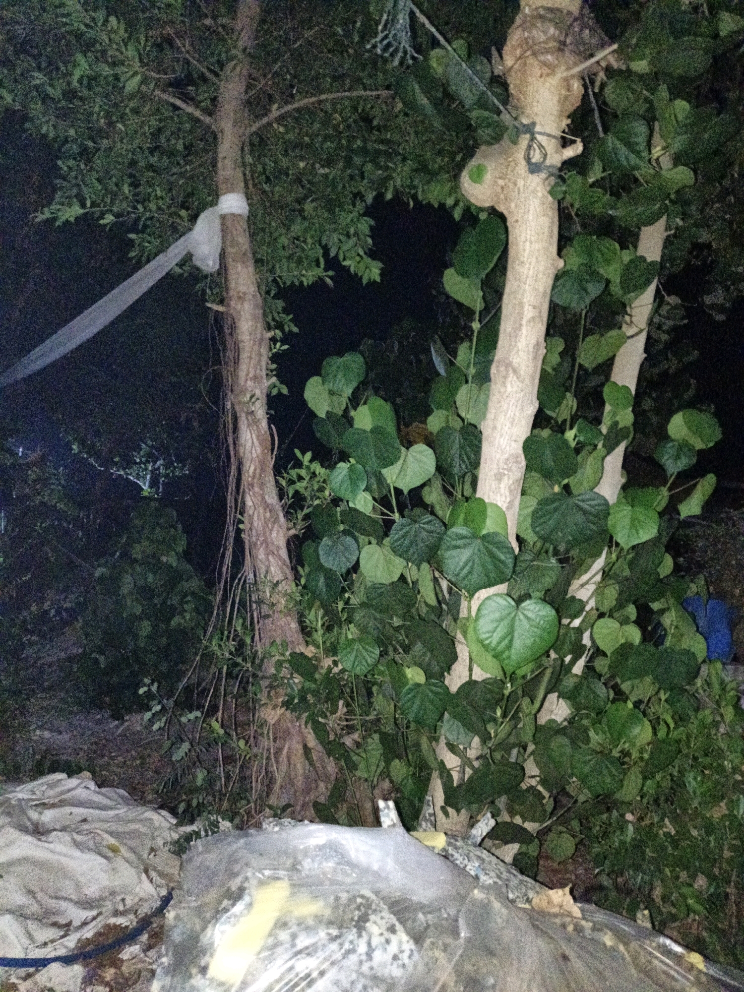The image depicts an outdoor scene at night, likely in Cikal, Indonesia, characterized by dense foliage and trees. In the foreground, partially covered by plastic sheeting and what appears to be a tarp or heavy fabric, is a collection of debris. The sheeting is somewhat translucent, revealing some of the material beneath. Beyond this foreground clutter, two prominent trees stand out. The tree on the left has a rough, textured bark and is partially obscured by its own green leaves. A white plastic or fabric strip is wrapped around its trunk, with another piece extending out horizontally. The tree on the right has a lighter, smoother bark and is heavily entwined with numerous large, heart-shaped green leaves. Hanging aerial roots are visible on this tree. Behind these trees, the background is a dark, shadowy expanse with hints of more vegetation and a distant, faintly illuminated tree. The overall impression is one of an overgrown, possibly neglected area at night.